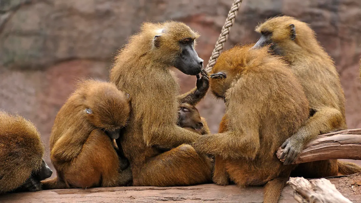 Gruppe von Sphings-oder Guinea-Pavianen (Papio papio) mit einem Neugeborenen auf einem Baumstamm, Vorkommen Westafrika, Nürnberger Tiergarten, Am Tiergarten 30, Nürnberg, Mittelfranken, Bayern, Deutschland, Europa