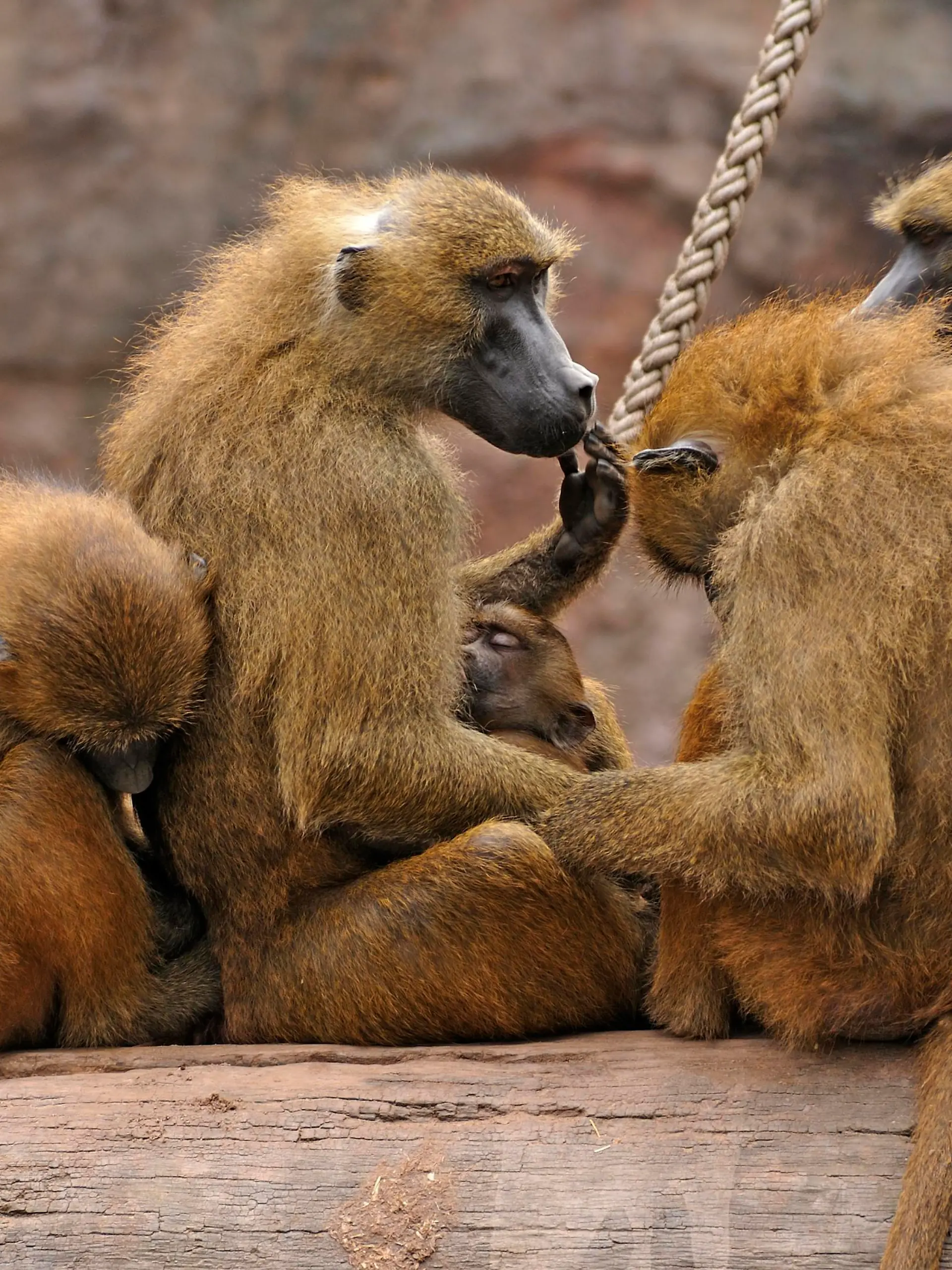 Gruppe von Sphings-oder Guinea-Pavianen (Papio papio) mit einem Neugeborenen auf einem Baumstamm, Vorkommen Westafrika, Nürnberger Tiergarten, Am Tiergarten 30, Nürnberg, Mittelfranken, Bayern, Deutschland, Europa