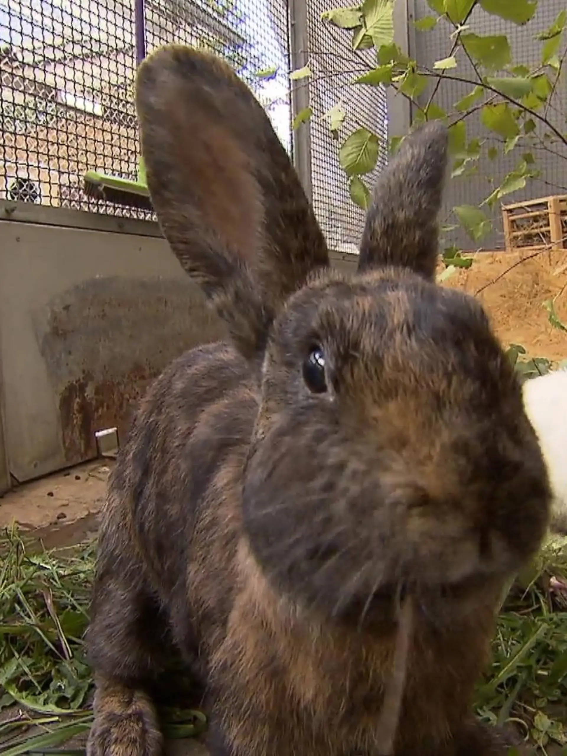 Das Kaninchen mit dem besonderen Namen Perigrin Tuck aus dem Tierschutz Filderstadt sucht dringend ein neues Zuhause. Seit Monaten schon lebt Perigrin im Tierheim und hat bislang noch keine liebevollen neuen Besitzer gesucht. Das könnte an seiner kleinen Hoppel-Behinderung liegen. Dass ihn das aber im Hasen-Alltag gar nicht einschränkt sehen Sie im Video. 