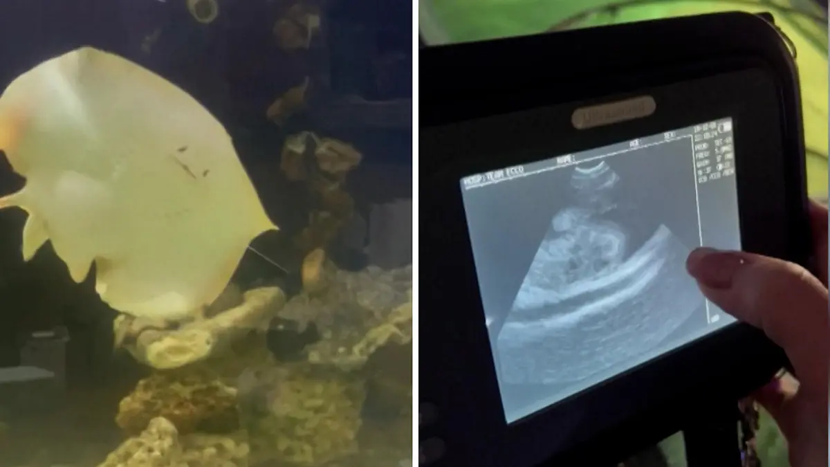 Kaum vorstellbar, aber möglich! Ein Rochenweibchen hat sich scheinbar selbst befruchtet. Nachdem die Aquarium Mitarbeiterin Wölbungen auf dem Rochen entdeckten, dachten sie, es wären Zysten und der Rochen an Krebs erkrankt. Dabei ist das Charlotte schwanger. Nur gibt es keinen Papa Rochen, der in diesem Aquarium lebt. Stattdessen werden jetzt zwei Hai-Mitbewohner verdächtigt, die als zweite Option, neben der Pathogenese, in Frage kommen. Alle Neugierigen müssen sich jetzt gedulden, bis die Babys auf der Welt sind, damit ein DNA-Test gemacht und das Rätsel damit gelüftet werden kann.