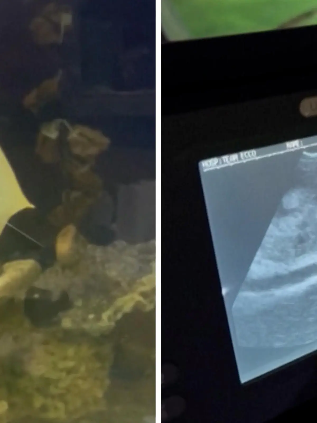 Kaum vorstellbar, aber möglich! Ein Rochenweibchen hat sich scheinbar selbst befruchtet. Nachdem die Aquarium Mitarbeiterin Wölbungen auf dem Rochen entdeckten, dachten sie, es wären Zysten und der Rochen an Krebs erkrankt. Dabei ist das Charlotte schwanger. Nur gibt es keinen Papa Rochen, der in diesem Aquarium lebt. Stattdessen werden jetzt zwei Hai-Mitbewohner verdächtigt, die als zweite Option, neben der Pathogenese, in Frage kommen. Alle Neugierigen müssen sich jetzt gedulden, bis die Babys auf der Welt sind, damit ein DNA-Test gemacht und das Rätsel damit gelüftet werden kann.