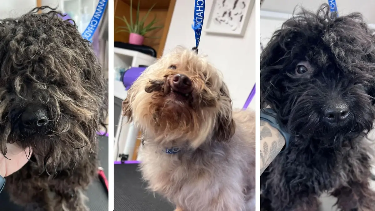 Im Tierheim mussten die geretteten Hunde erstmal von Filz und Kot befreit werden.