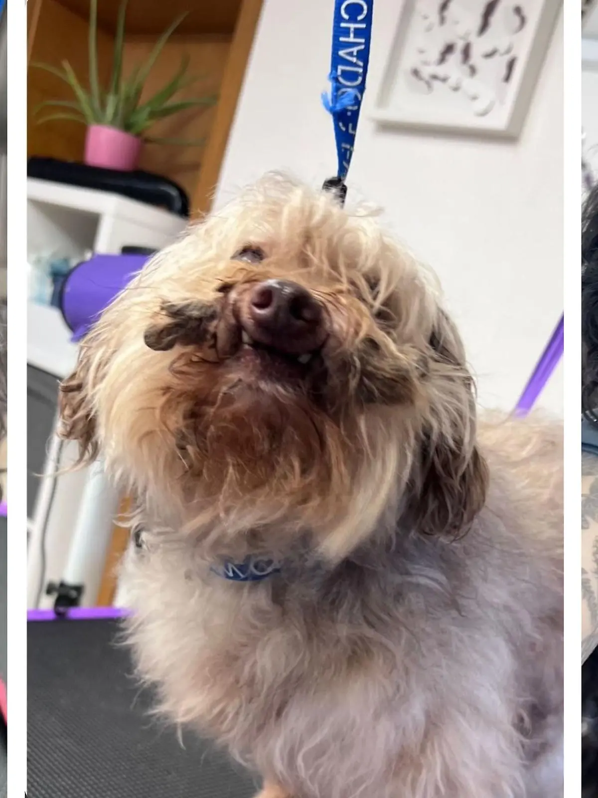 Im Tierheim mussten die geretteten Hunde erstmal von Filz und Kot befreit werden.