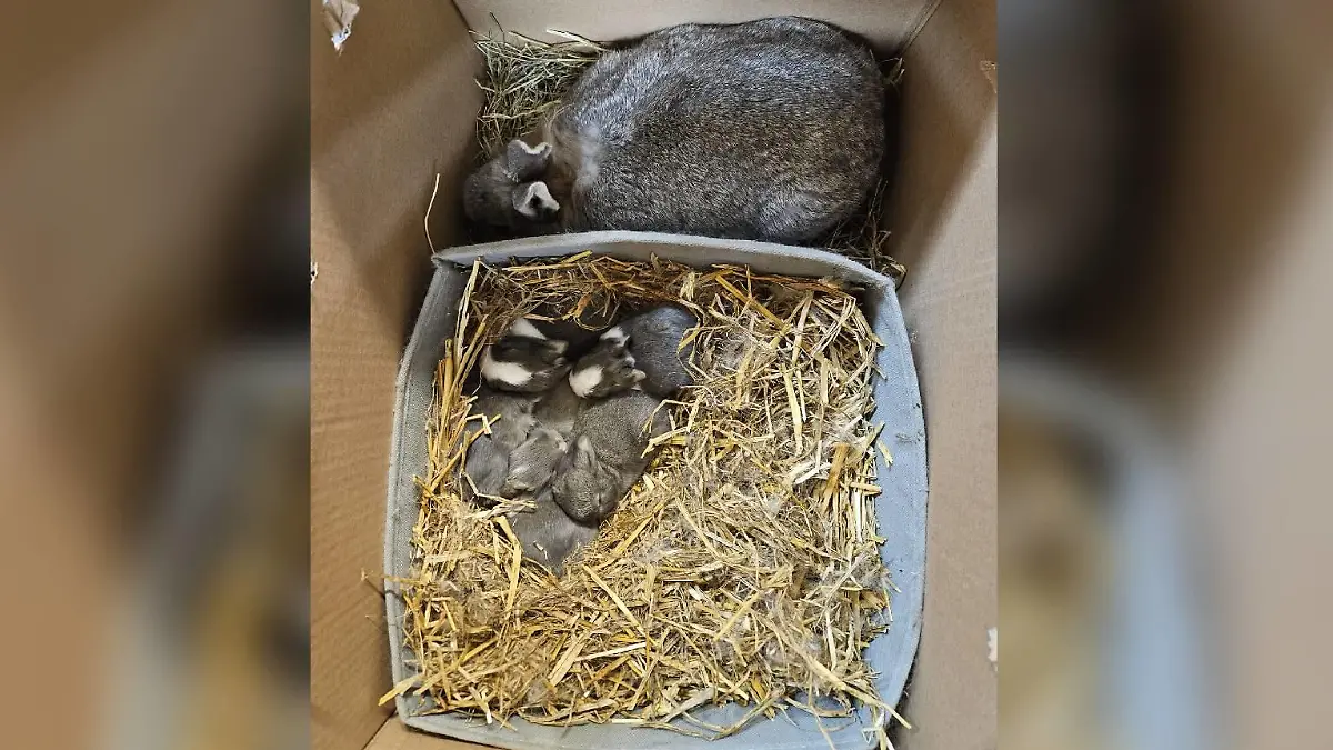 Unter den ausgesetzten Kaninchen befinden sich neun Babys.