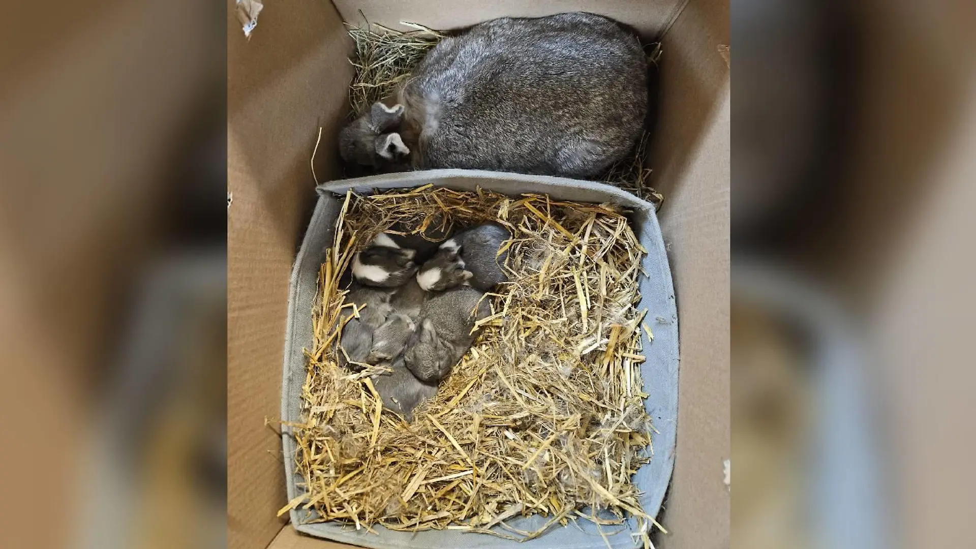 Unter den ausgesetzten Kaninchen befinden sich neun Babys.