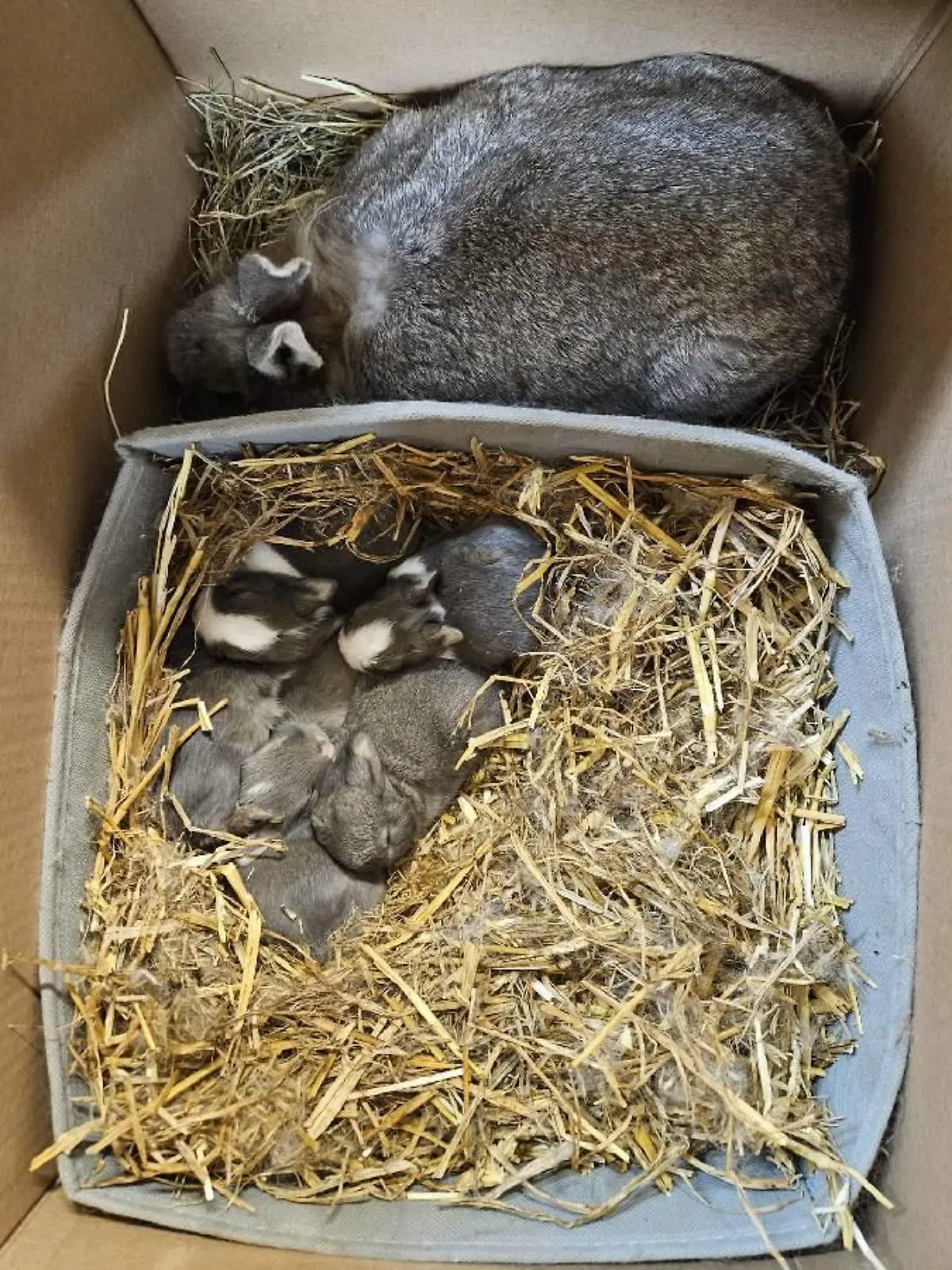 Unter den ausgesetzten Kaninchen befinden sich neun Babys.