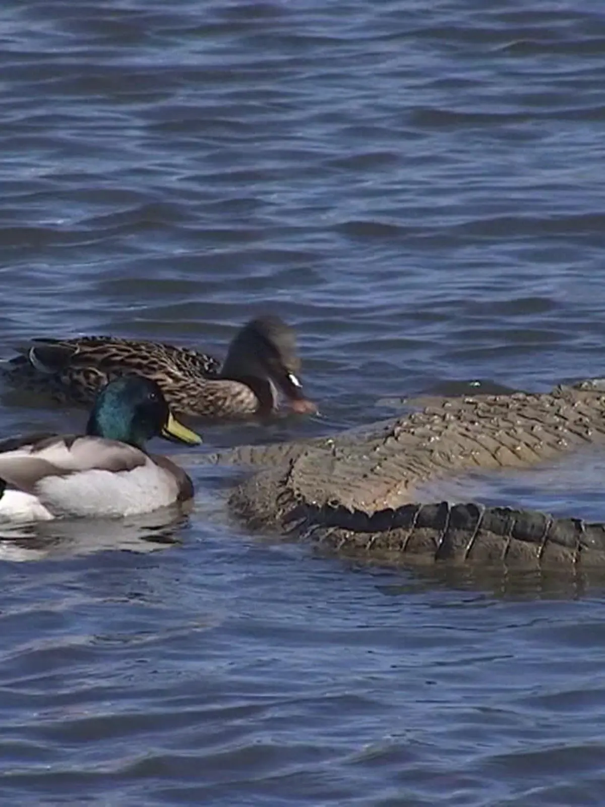 Im Riverview Park in Arizona fürchten Spaziergänger plötzlich um ihr Leben, denn im Wasser entdecken sie Krokodile. Was treiben sie da, wo doch ausgerechnet hier so viele Kinder spielen? Eltern rufen den Notruf. Die Erklärung macht sprachlos. Was es mit den Alligatoren auf sich hat, erfahrt ihr im Video. (kko)