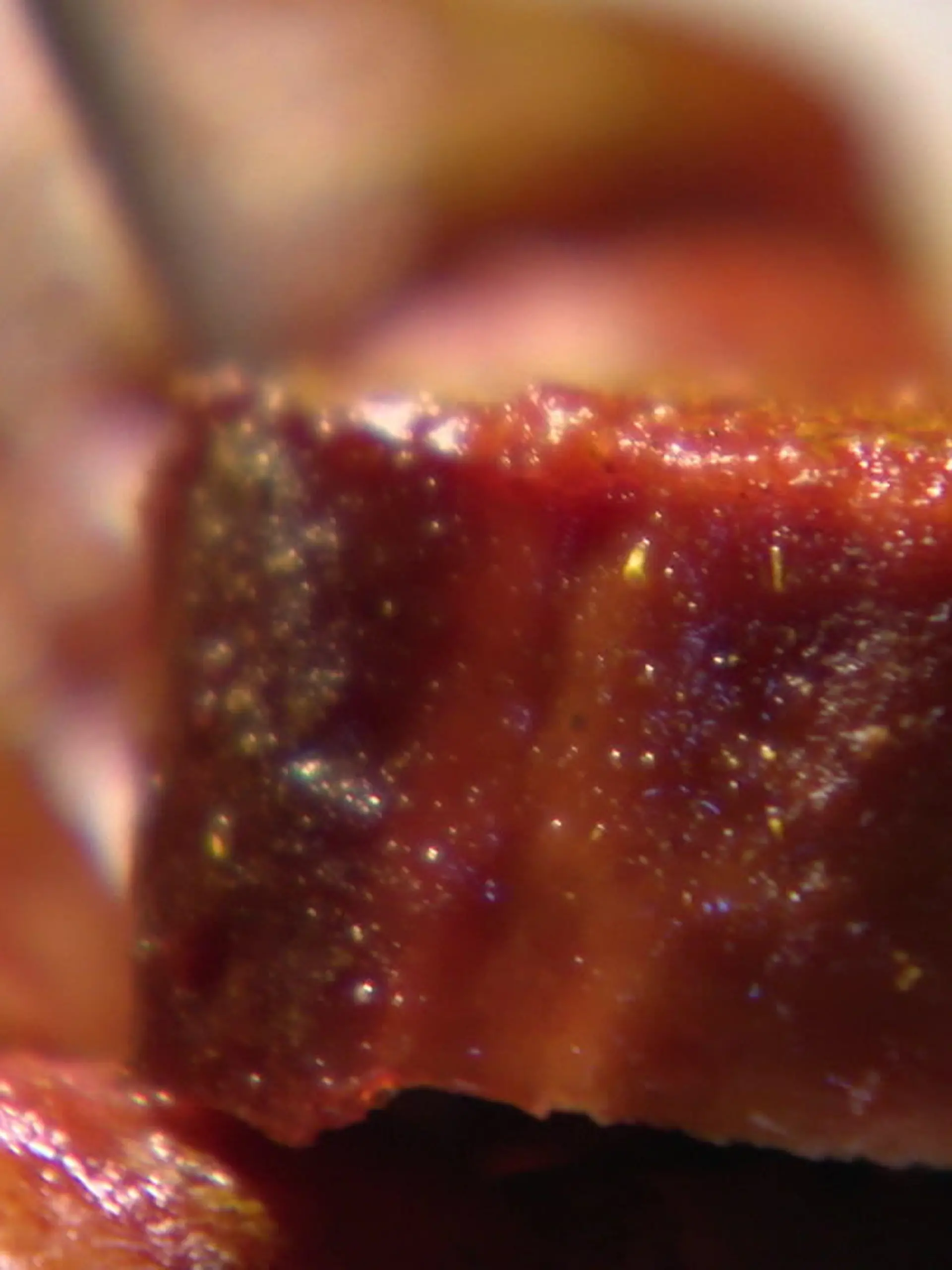 Bild zu: "Frittierte Currywurst "