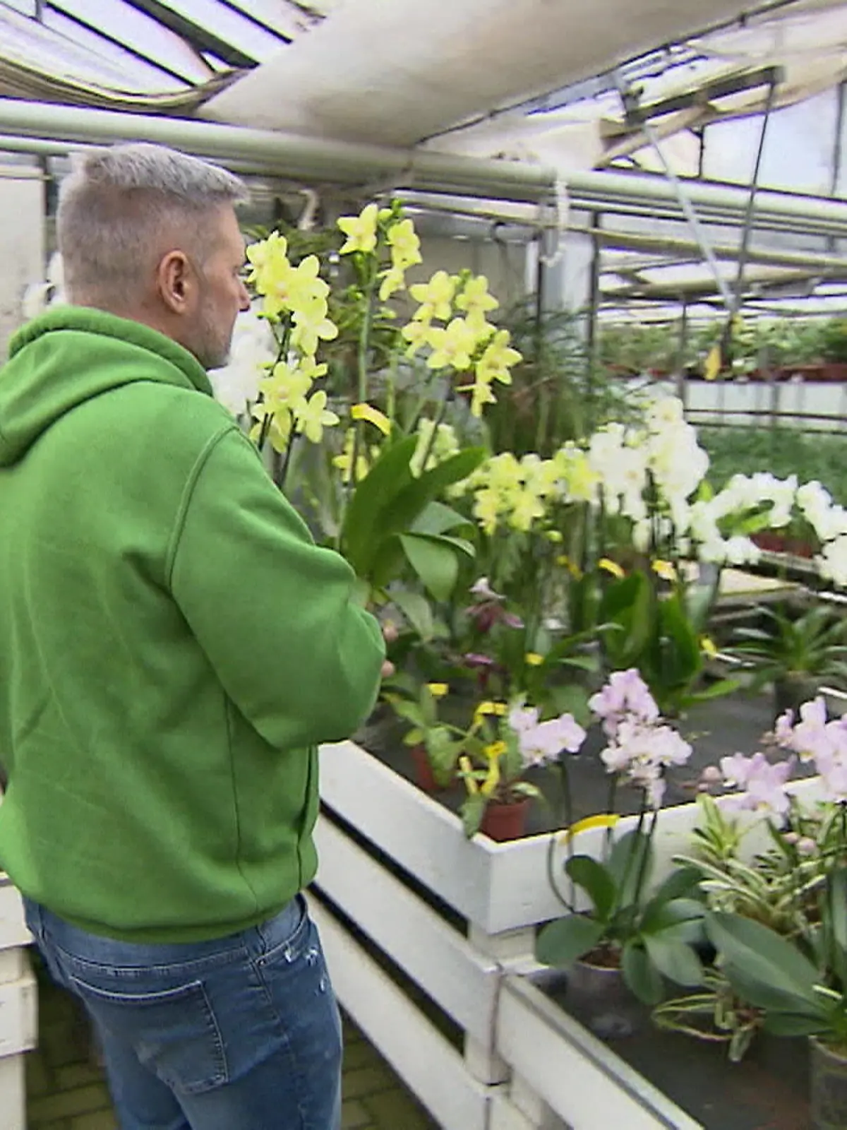 Bild zu: "Orchideenzucht in Gefahr?"