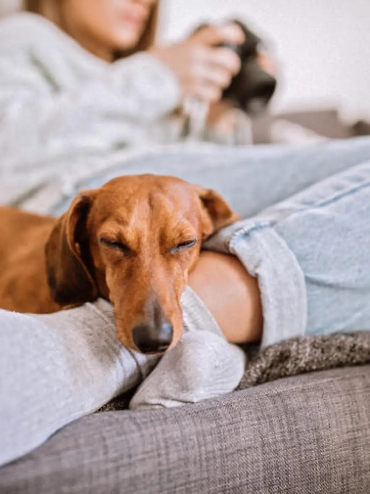 Cute Dachshund Dog Sleeping By Feet Of his Female Owner in Living Room