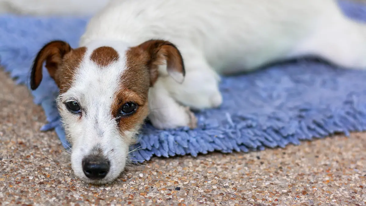 Jack Russell breed dog lies on rug and looks up directly into camera. Mouth is closed. Shallow depth of field. Horizontal photo.