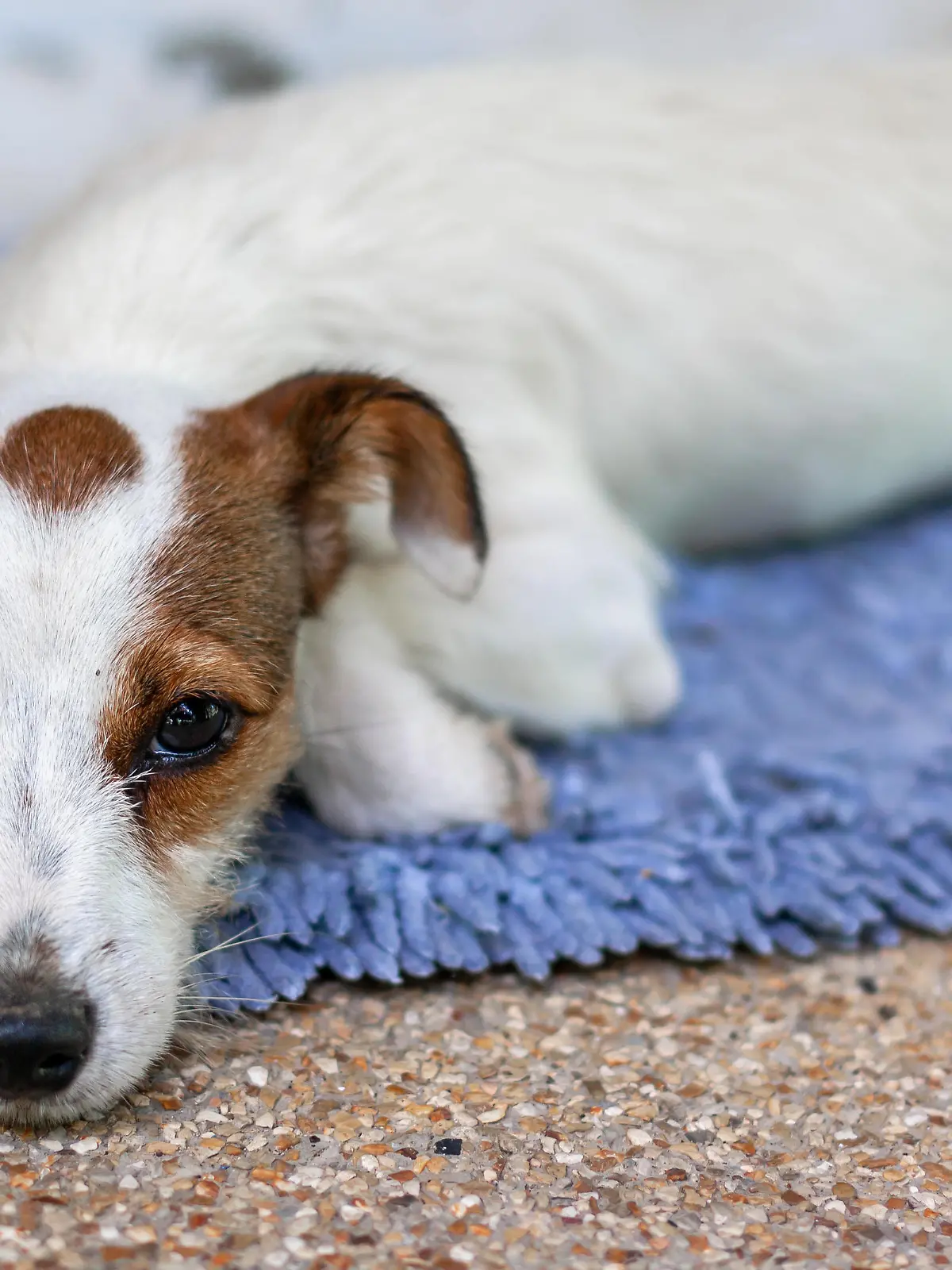 Jack Russell breed dog lies on rug and looks up directly into camera. Mouth is closed. Shallow depth of field. Horizontal photo.