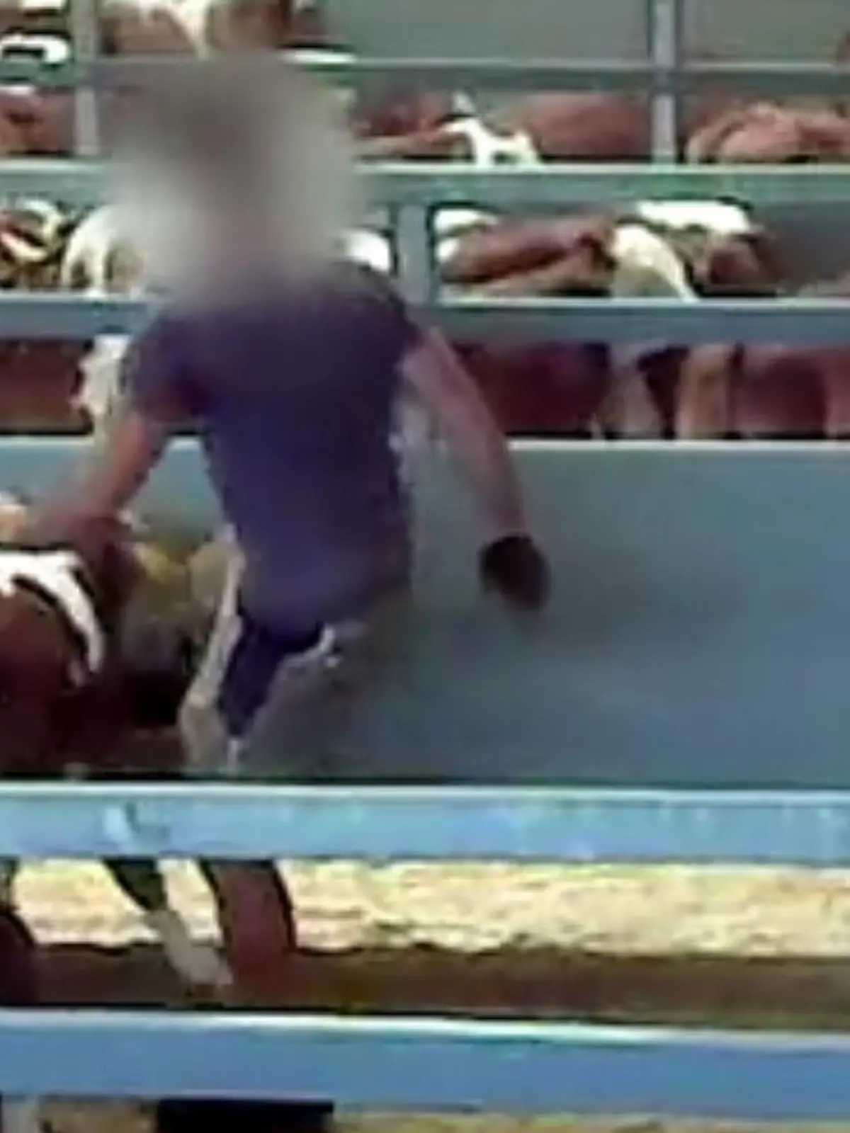 Ein Video der Tierschutzorganisation Peta e.V. zeigt, wie in einem oberbayrischen Zuchtverein offenbar Kälber von Mitarbeitern getreten werden.