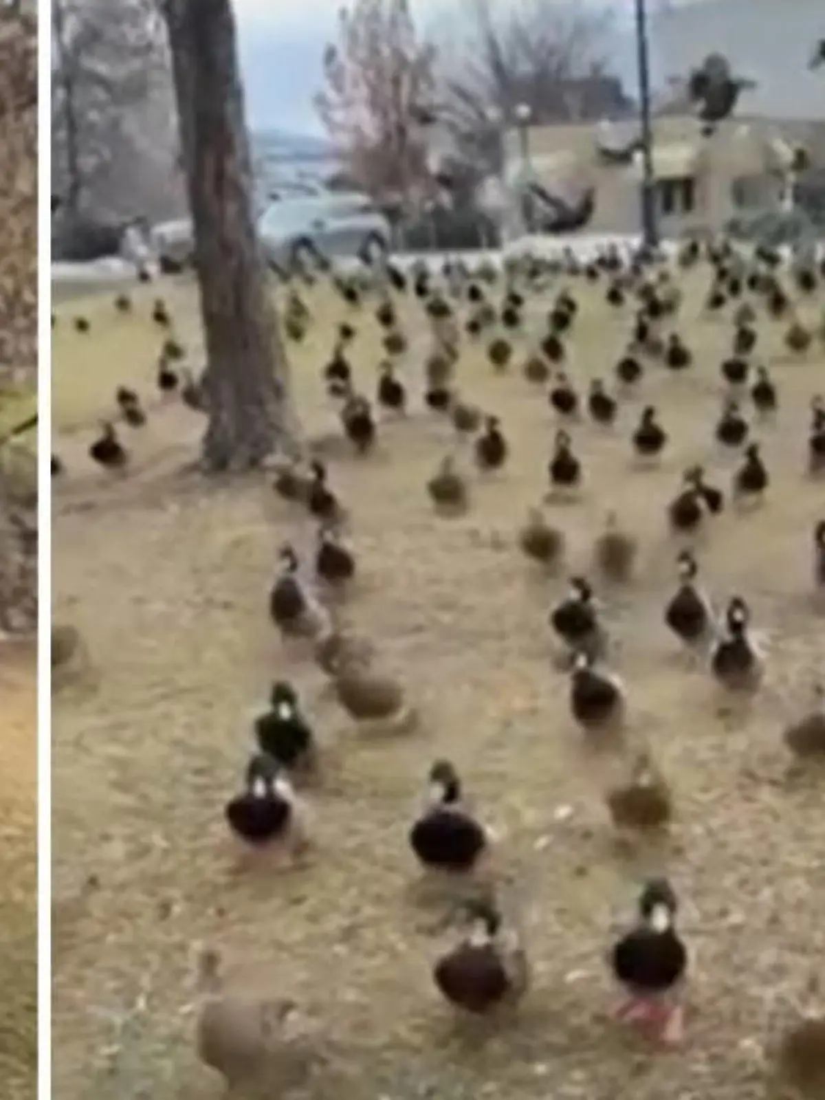 Eine 23-Jährige wird in Penticton (Kanada) von einer Enten-Armee verfolgt. Was den Vögeln Anlass gegeben hat, Shaugnessy auf Schritt und Tritt zu folgen, ist unklar. Die Kanadierin teilt ihren Ausflug auf TikTok und wird kurzerhand von ihrer Followerschaft zur "Mutter der Enten" benannt.