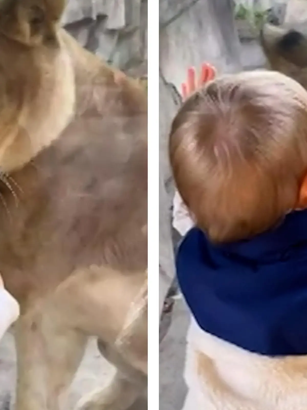 Regelmäßig besucht der kleine Lennon Croft (1) mit seiner Mama Michaela den Milwaukee County Zoo in Wisconsin. Vor allem die Löwin hat es ihm angetan. Aber es scheint, als hätte die Raubkatze bei diesem Treffen ganz besonderen Gefallen an dem kleinen Mann gefunden und wird richtig wild. Wie Lennon reagiert und wie goldig er die Löwin beruhigt, seht ihr im Video.