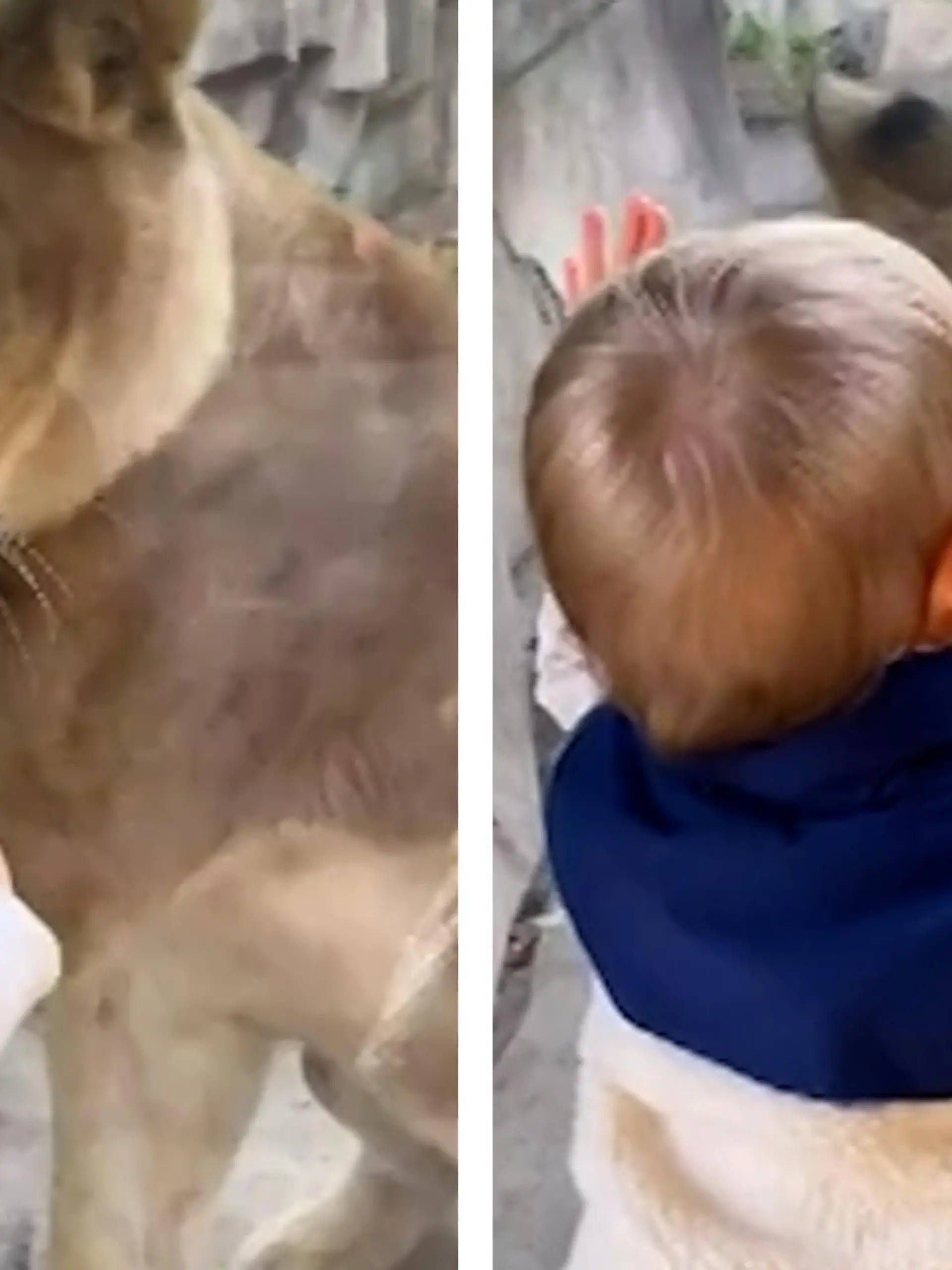 Regelmäßig besucht der kleine Lennon Croft (1) mit seiner Mama Michaela den Milwaukee County Zoo in Wisconsin. Vor allem die Löwin hat es ihm angetan. Aber es scheint, als hätte die Raubkatze bei diesem Treffen ganz besonderen Gefallen an dem kleinen Mann gefunden und wird richtig wild. Wie Lennon reagiert und wie goldig er die Löwin beruhigt, seht ihr im Video.