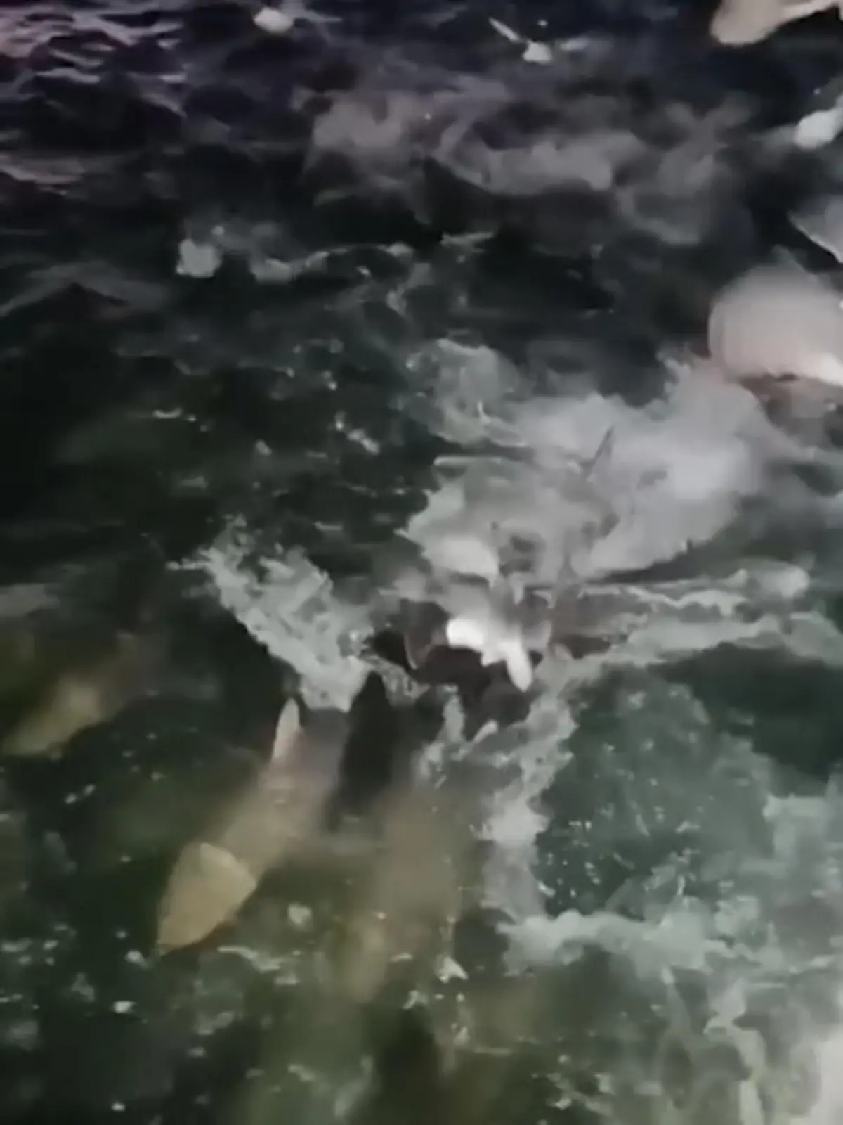 Das hier ist keine Wildtierfütterung im Zoo - sondern die echte Natur, die sich von seiner angsteinflößenden Seite zeigt. Balou Beasley (30), filmt hier tausende hungrige Haie, die seinem Fischerboot folgen. Der 30-Jährige ist eigentlich mit seiner Crew vor der Küste vom Florida unterwegs, um Krabben zu fangen.
