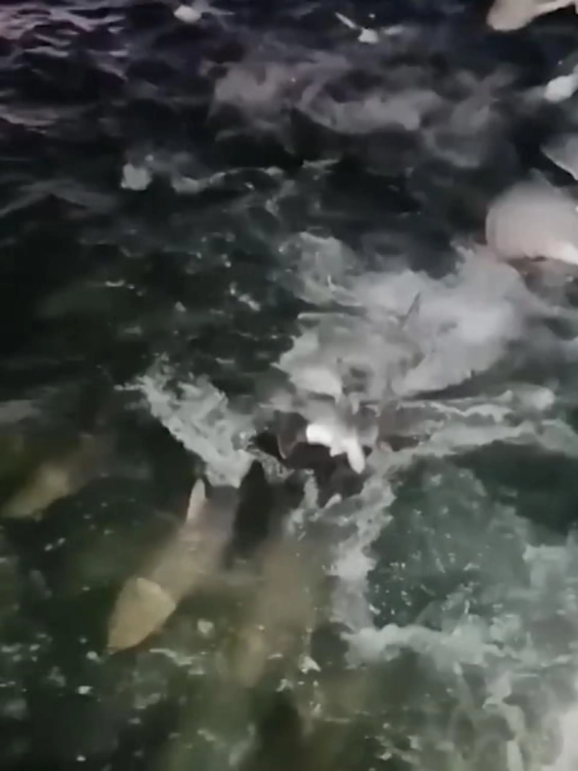 Das hier ist keine Wildtierfütterung im Zoo - sondern die echte Natur, die sich von seiner angsteinflößenden Seite zeigt. Balou Beasley (30), filmt hier tausende hungrige Haie, die seinem Fischerboot folgen. Der 30-Jährige ist eigentlich mit seiner Crew vor der Küste vom Florida unterwegs, um Krabben zu fangen.