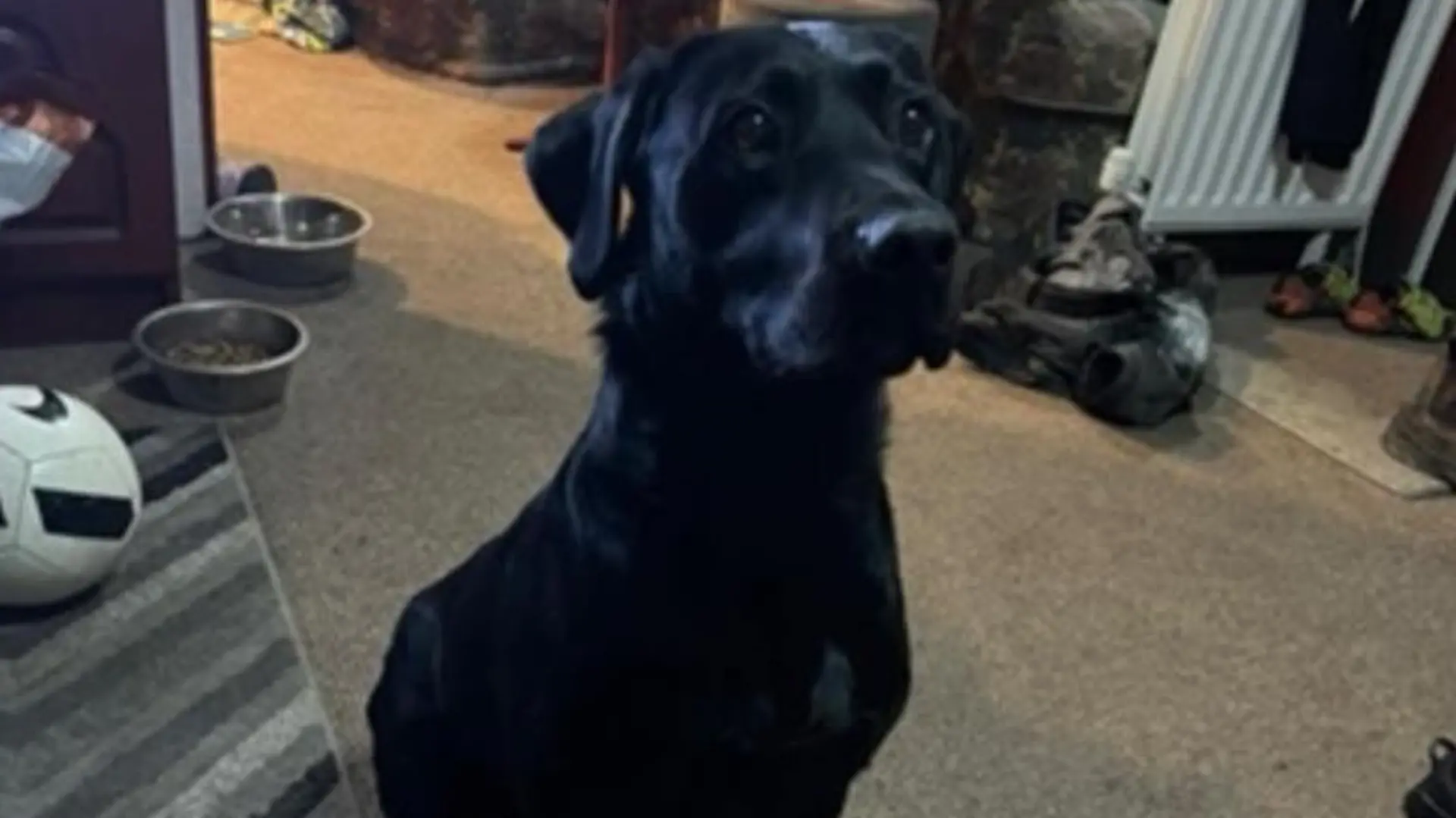 Labrador in Nordirland mit Kopfschuss getötet