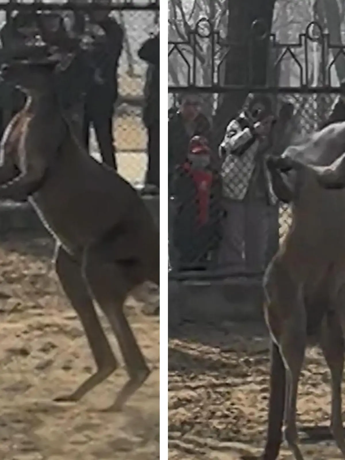 In einem Zoo in Nordchina boxen zwei Kängurus miteinander. Die Tierpflegerin will sie auseinanderbringen, greift dabei am Ende sogar zu einer Schaufel. Diese Maßnahme hat Konsequenzen, die Frau wird von der Arbeit suspendiert. Die krassen Szenen seht ihr im Video.