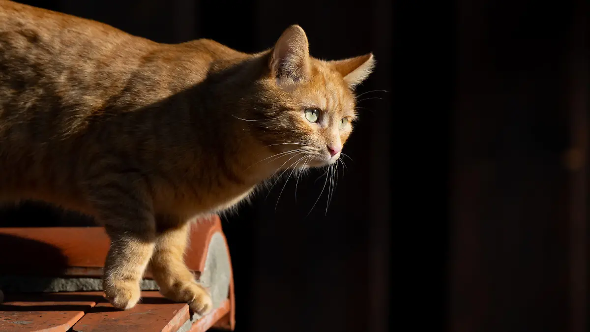 ARCHIV - 29.01.2024, Bayern, Tegernsee: Eine Katze läuft in der Sonne über eine Mauer. (zu dpa: «Tote Katzen im Müll entsorgt? - Stadt prüft Vorwürfe gegen Tierheim») Foto: Sven Hoppe/dpa +++ dpa-Bildfunk +++