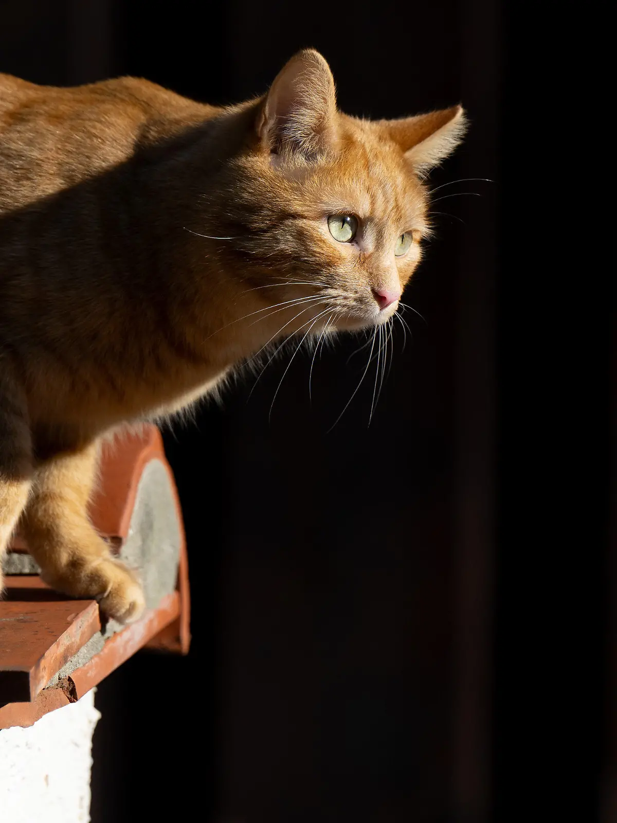 ARCHIV - 29.01.2024, Bayern, Tegernsee: Eine Katze läuft in der Sonne über eine Mauer. (zu dpa: «Tote Katzen im Müll entsorgt? - Stadt prüft Vorwürfe gegen Tierheim») Foto: Sven Hoppe/dpa +++ dpa-Bildfunk +++