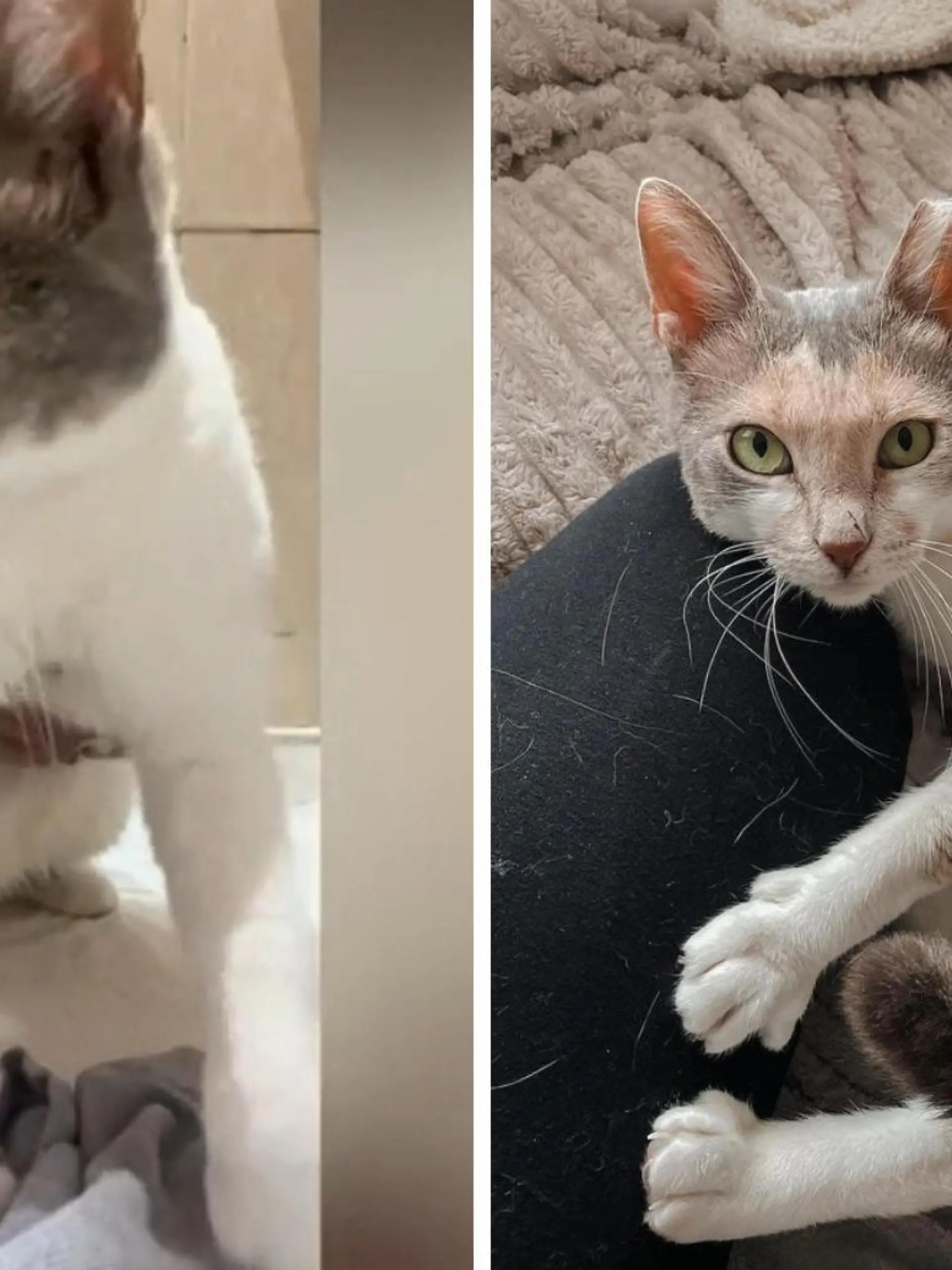 Was für eine kleine Kämpferin! Katze Faith wird von Tierschützern in Griechenland mit vier gelähmten Beinen gefunden. Die Ärzte raten, das gefleckte Wollknäuel einschläfern lassen, doch zum Glück entscheiden sich die Tierschützer anders. Sie geben Faith eine Chance und vor allem: Liebe! Die scheint zu wirken, denn schon bald beginnt die Katze wieder zu laufen...