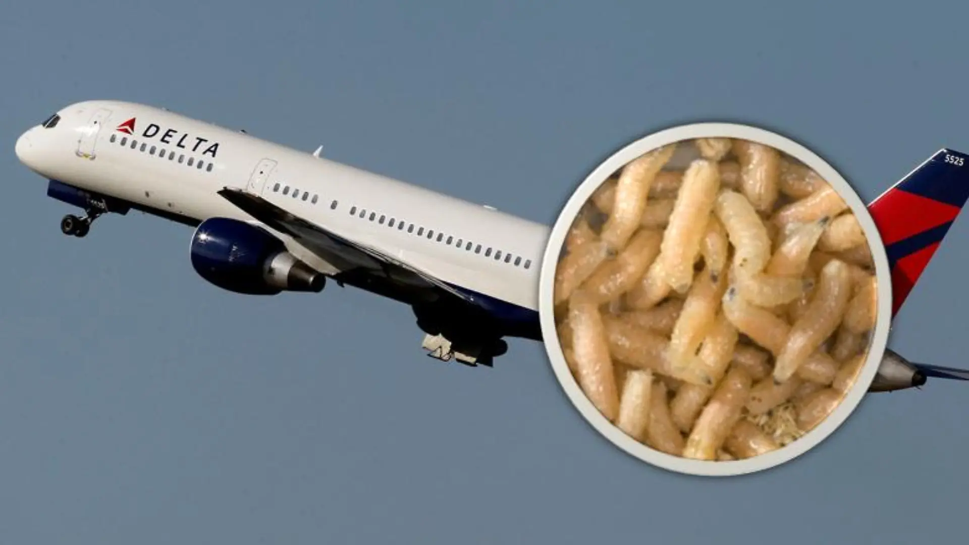 Eine Collage mit einem Flugzeug und Maden.