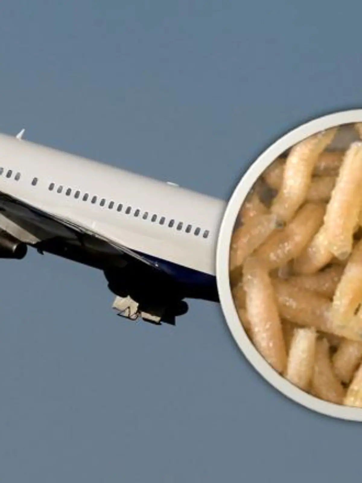 Eine Collage mit einem Flugzeug und Maden.
