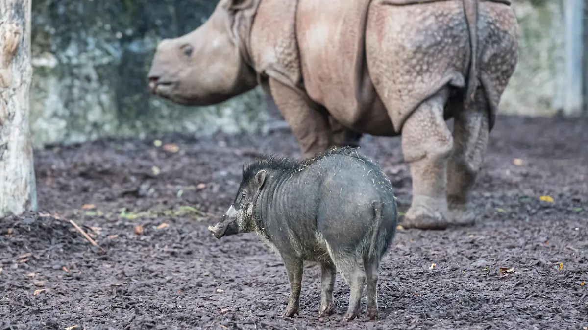 Pustelschwein und Panzernashorn im Zoo Basel