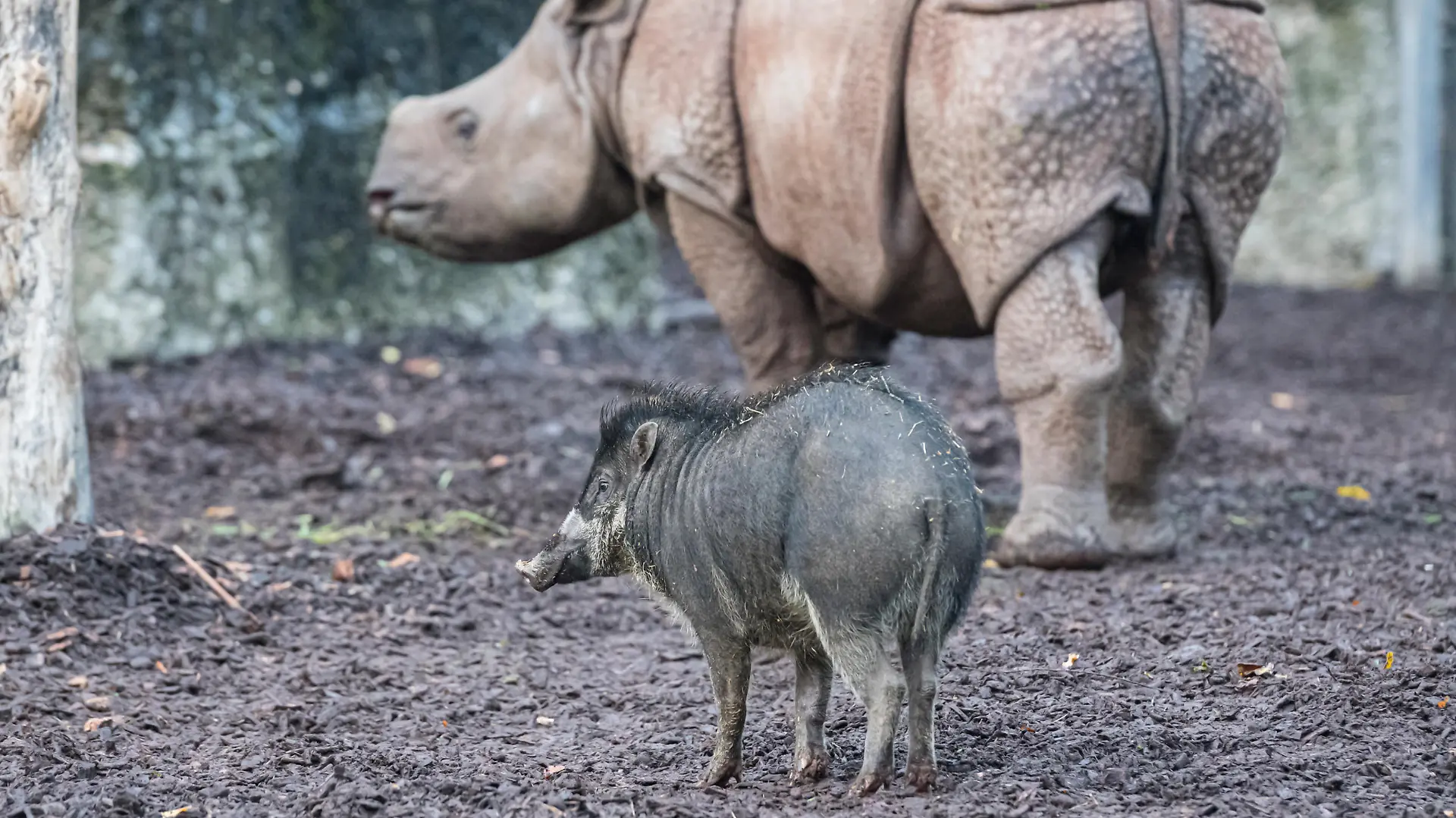 Pustelschwein und Panzernashorn im Zoo Basel