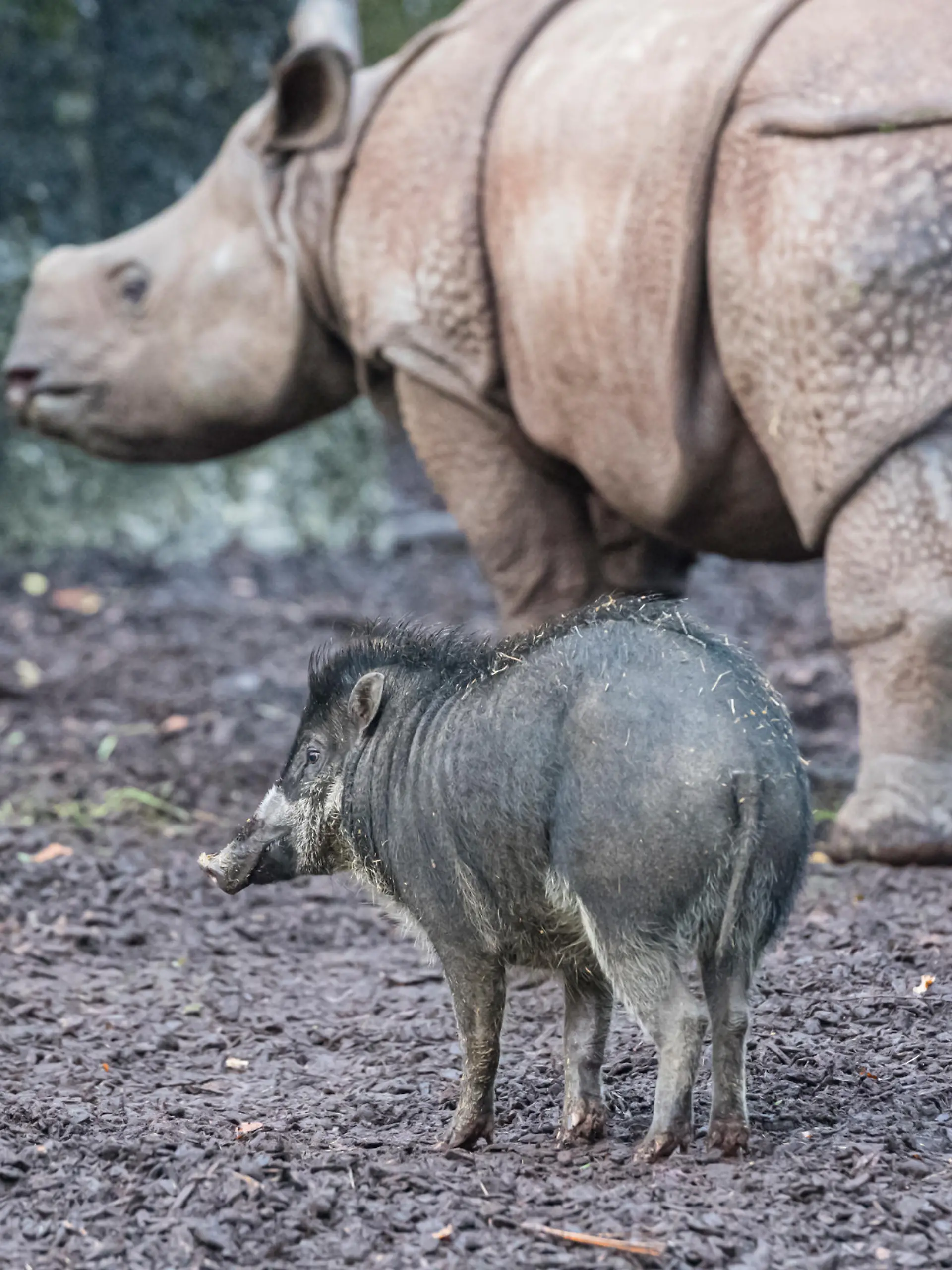 Pustelschwein und Panzernashorn im Zoo Basel