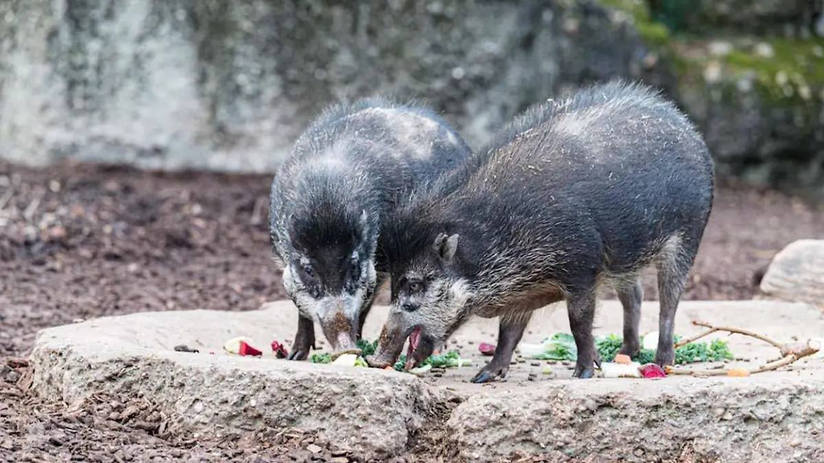 Pustelschweine im Zoo Basel