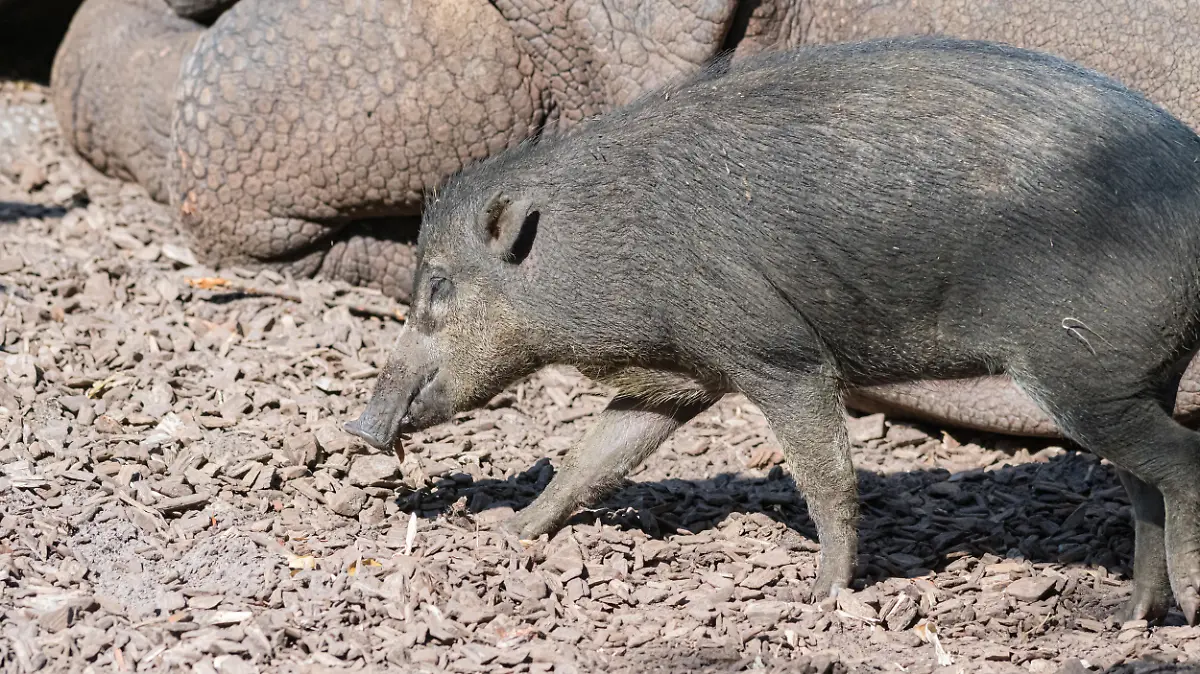 Pustelschwein und Panzernashorn in Basel