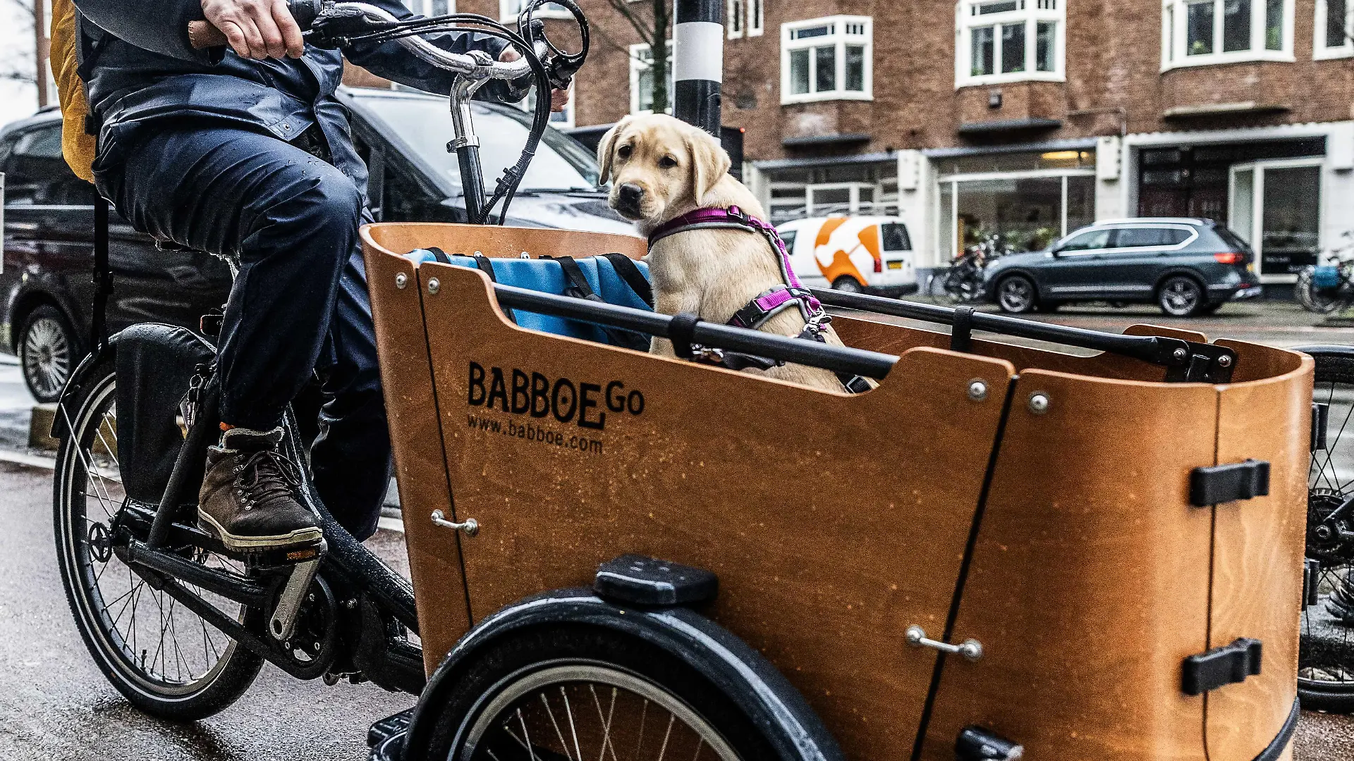 2024-02-15 09:55:57 AMSTERDAM Ein Lastenfahrrad von Babboe. Auf Anordnung der niederländischen Behörde für Lebensmittel- und Verbraucherproduktsicherheit (NVWA) muss das Unternehmen den Verkauf seiner Lastenräder vorerst einstellen. Untersuchungen ergaben, dass in den letzten Jahren Hunderte von Rahmen kaputt gegangen sind. Auch Babboe muss die meisten Modelle zurückrufen. ANP EVA PLOVER