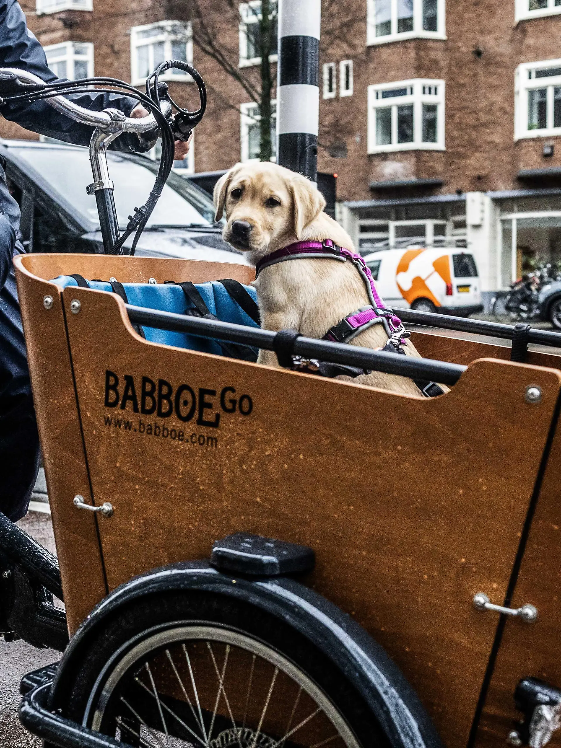 2024-02-15 09:55:57 AMSTERDAM  Ein Lastenfahrrad von Babboe. Auf Anordnung der niederländischen Behörde für Lebensmittel- und Verbraucherproduktsicherheit (NVWA) muss das Unternehmen den Verkauf seiner Lastenräder vorerst einstellen. Untersuchungen ergaben, dass in den letzten Jahren Hunderte von Rahmen kaputt gegangen sind. Auch Babboe muss die meisten Modelle zurückrufen. ANP EVA PLOVER
