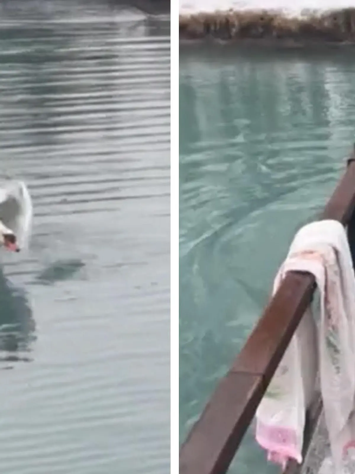 Ein Russe will gerade ein Eisbad nehmen - doch ehe er im Teich angekommen ist, wird er schon von einem Schwan vertrieben. Der weiße Vogel kommt mit hoher Geschwindigkeit angerauscht und jagt den Schwimmer geradewegs wieder aus dem Wasser.