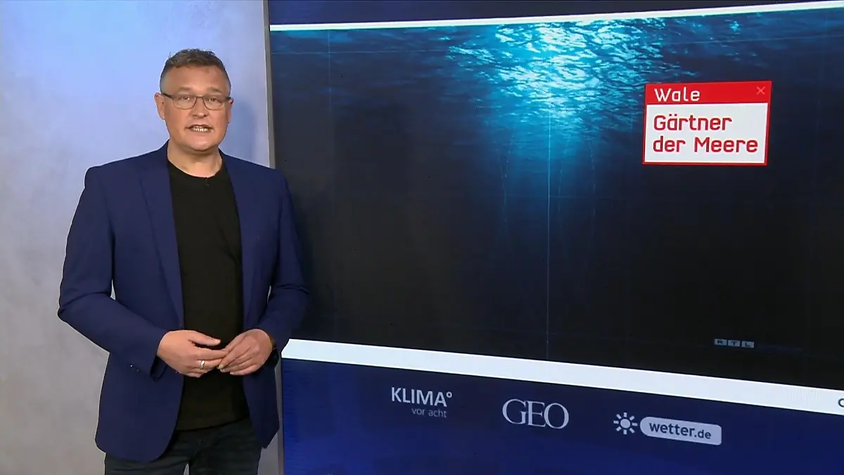 Wie Wale das Klima retten können Wale als Gärtner der Meere