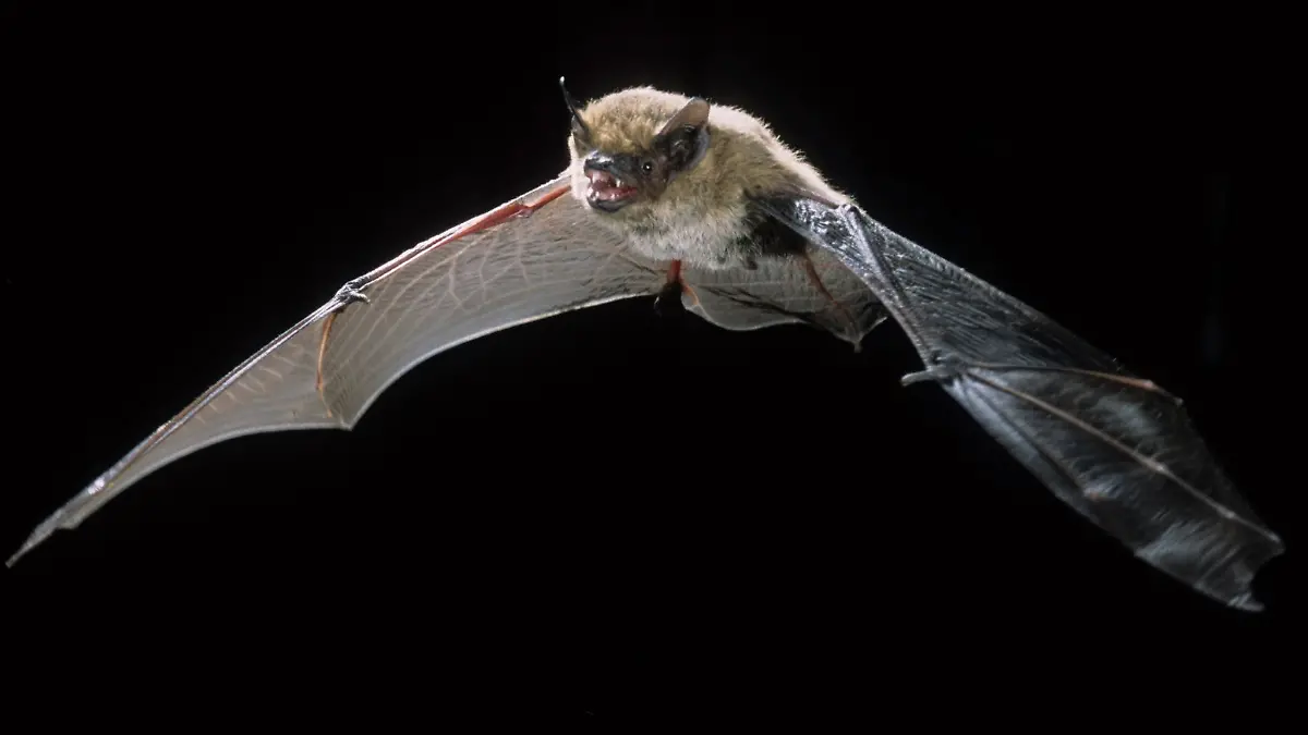 Hunderte Fledermäuse terrorisieren Studentenwohnheim