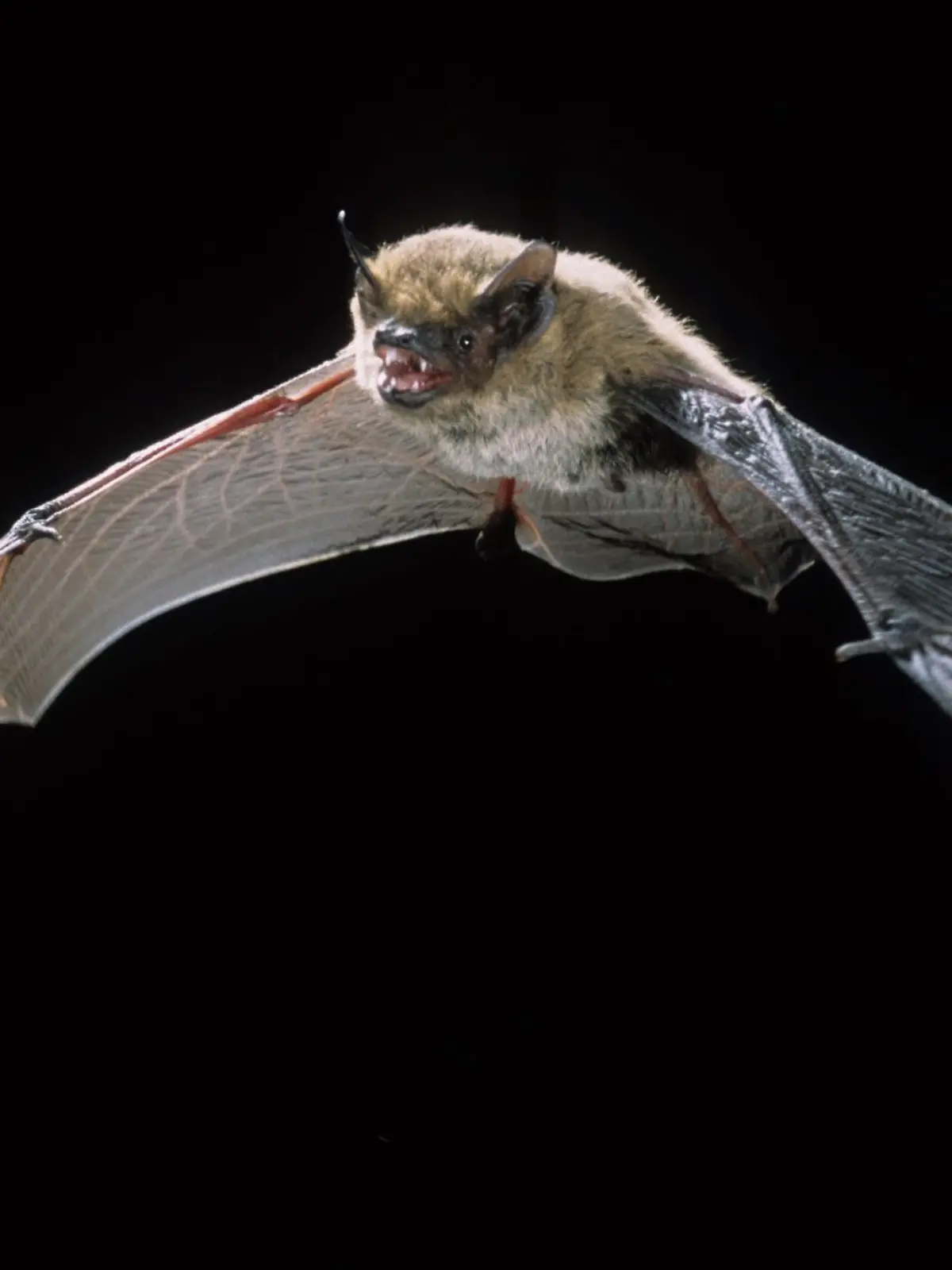 Alpenfledermaus im Flug.