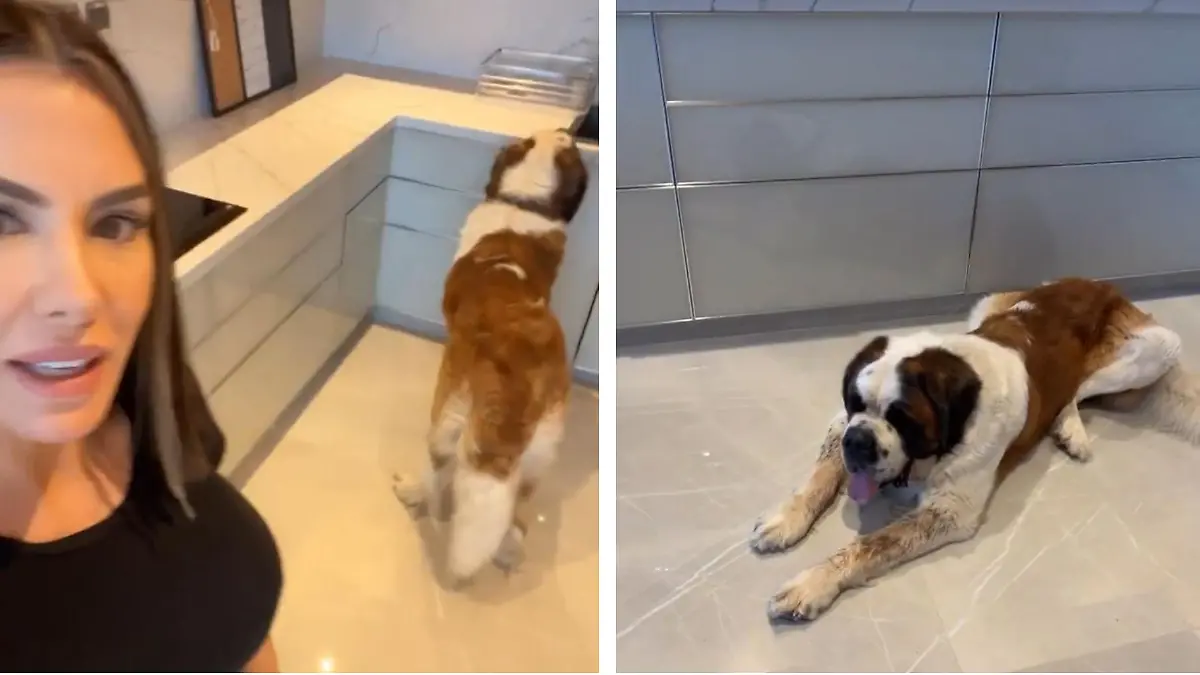 Ferchichi-Familienhund ist in Dubai angekommen