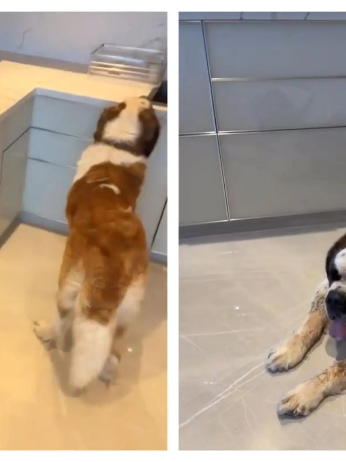 Ferchichi-Familienhund ist in Dubai angekommen