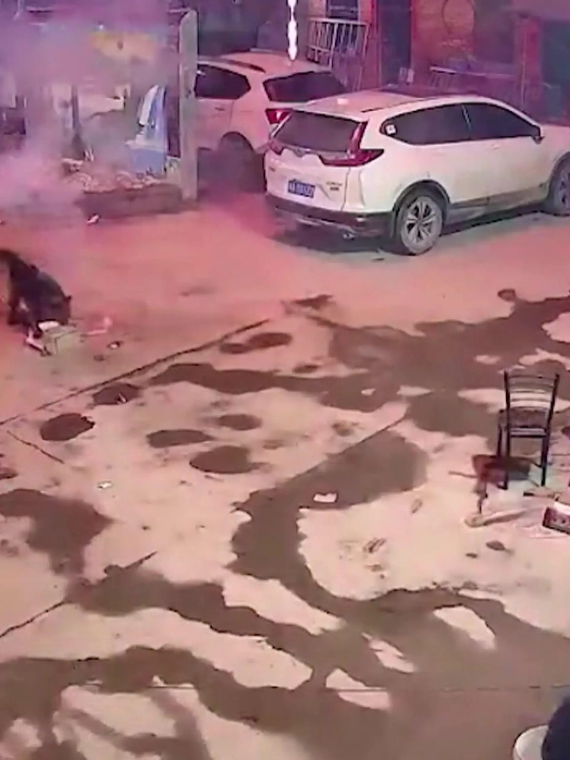 Dieser Schäferhund will seine Familie eigentlich nur vor dem Feuerwerk im Hinterhof schützen. Todesmutig stürzt er sich auf das bereits brennende Feuerwerk - und macht damit alles schlimmer. Denn statt von der Hof-Mitte sprüht es jetzt von beinahe jeder Ecke aus. Wahrscheinlich deshalb, weil der Hund keine geeignete Ablagefläche für das Feuerwerk findet. Die spektakulären Szenen und wie es dem Hund jetzt geht - im Video.
