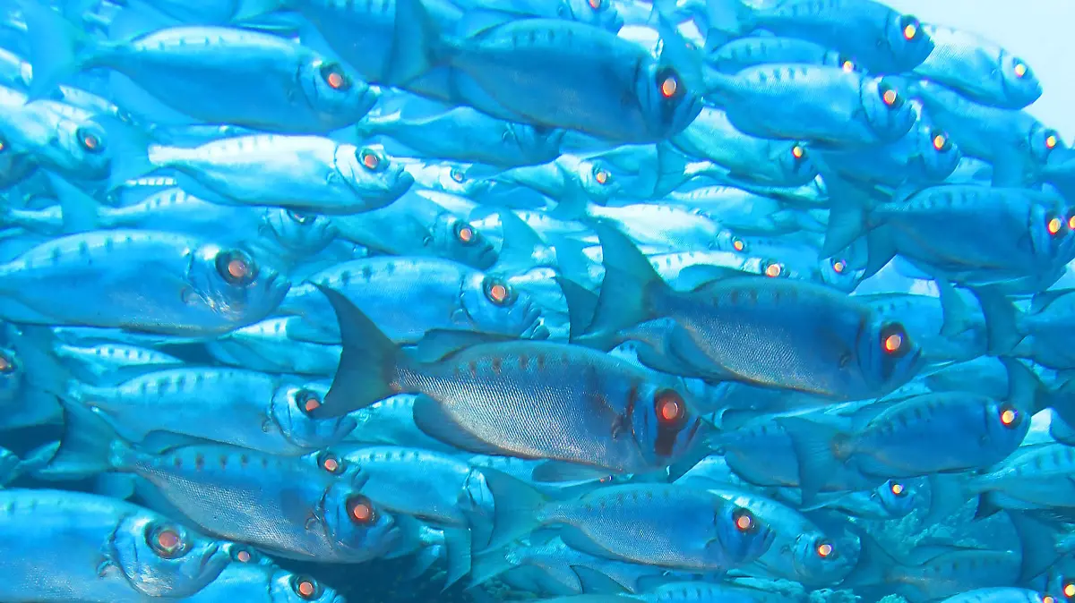 Schwarm Grossaugenbarsche (Priacanthae) , Brother Islands, Rotes Meer, Aegypten / Ägypten Keine Weitergabe an Drittverwerter.