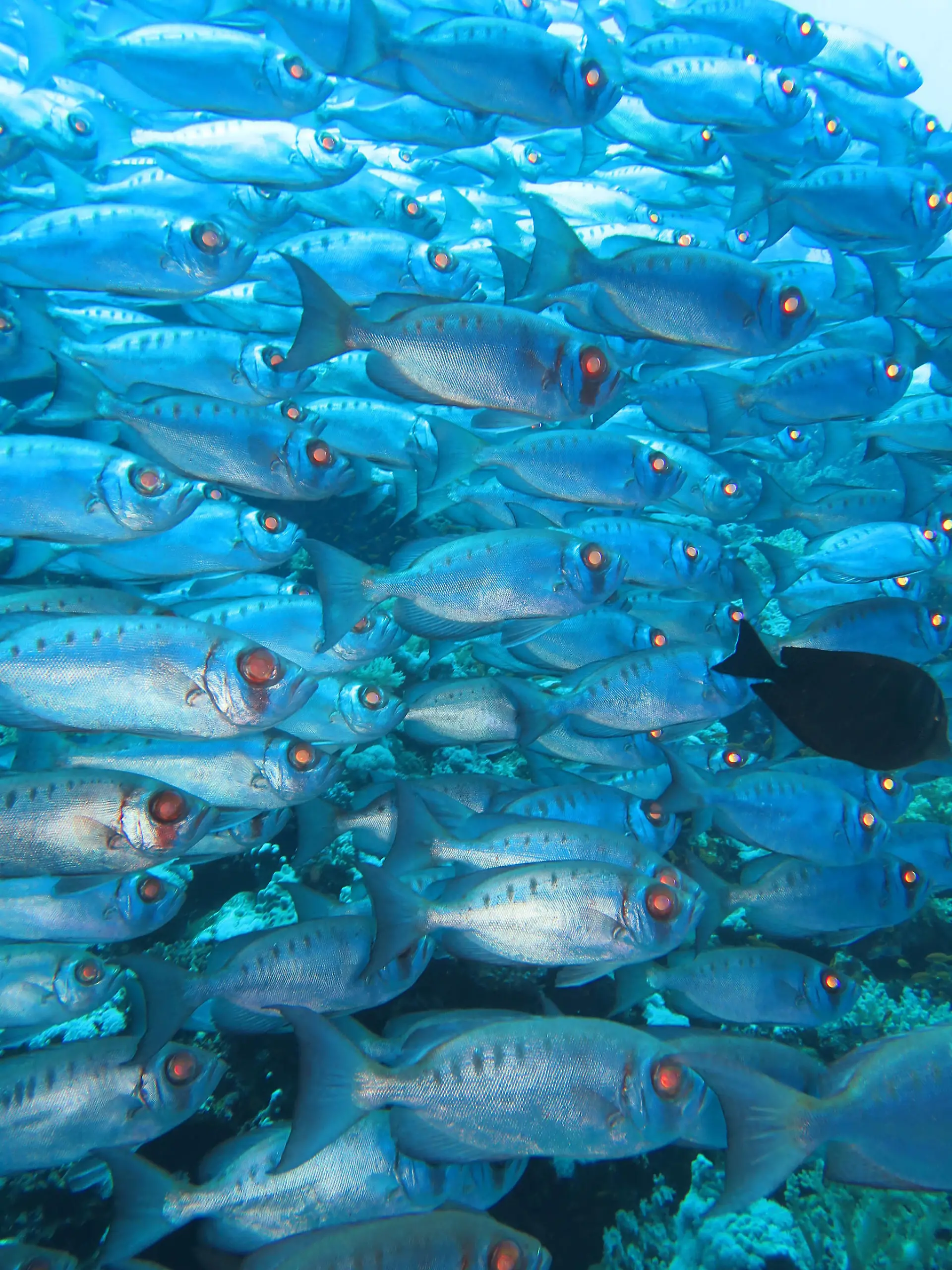 Schwarm Grossaugenbarsche (Priacanthae) , Brother Islands, Rotes Meer, Aegypten / Ägypten Keine Weitergabe an Drittverwerter.