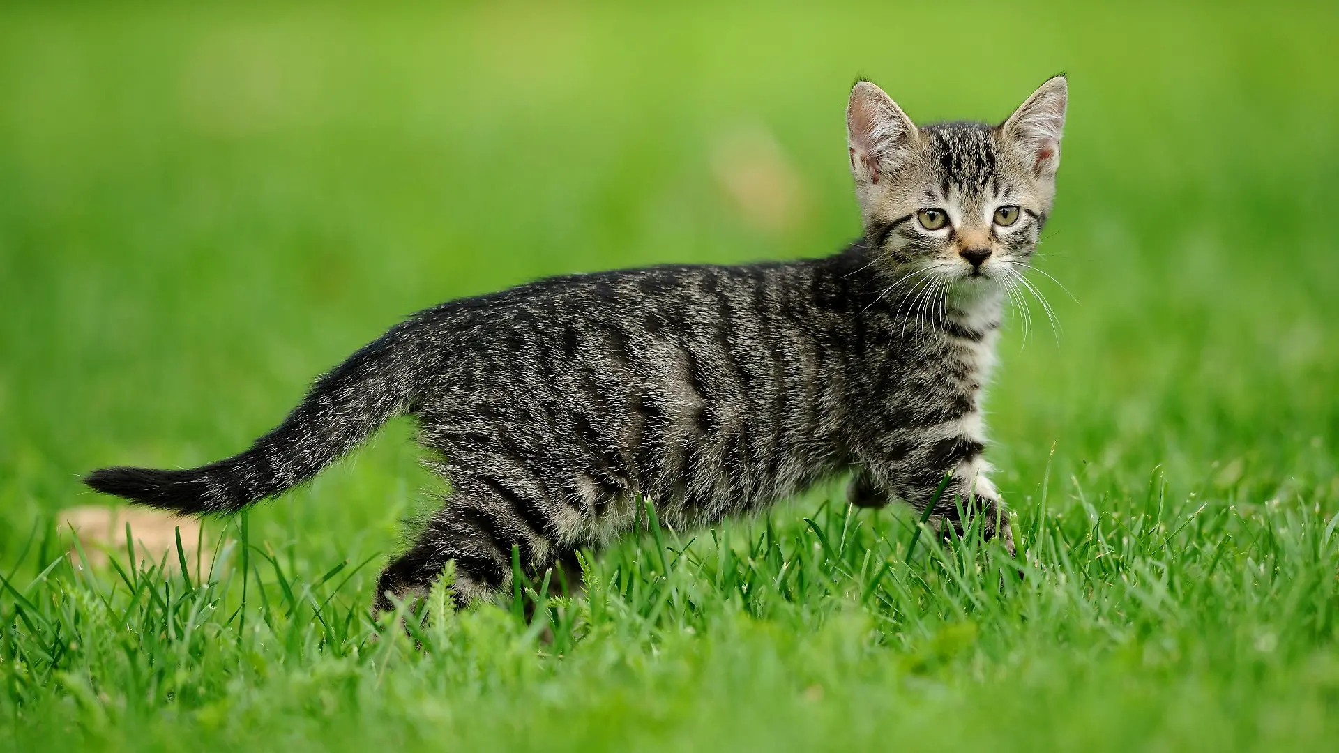 Hauskatze, Haus-Katze (Felis silvestris f. catus), Kaetzchen auf einer Wiese | domestic cat, house cat (Felis silvestris f. catus), kitty in a meadow