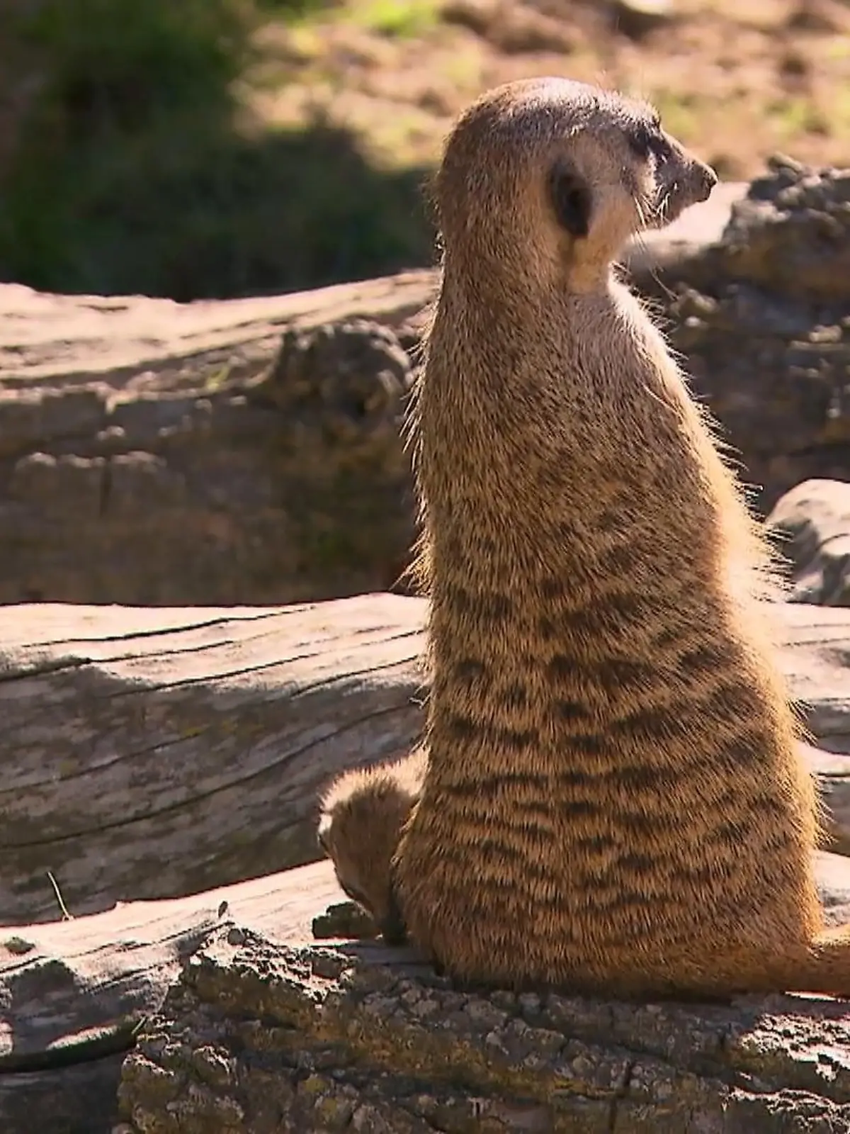 Sie sind total niedlich, aber auch echte Raubtiere: Erdmännchen. Und davon gibt’s jetzt eine ganze Menge zu sehen. Denn im Kölner Zoo gibts zuckersüßen Nachwuchs. RTL WEST hat sich die wuseligen Racker mal angeschaut.