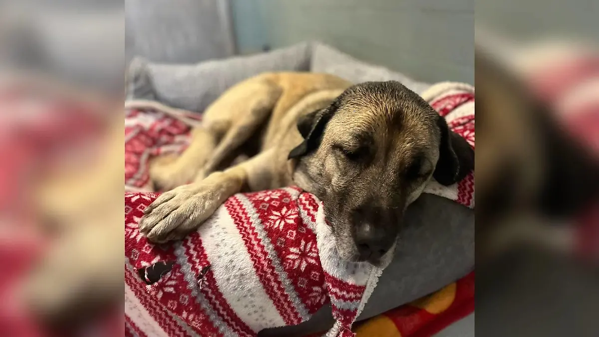 Hundedame Rüzka hat auch eine ganz weiche Seite an sich.