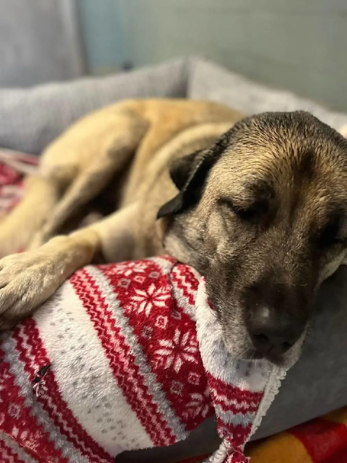 Hundedame Rüzka hat auch eine ganz weiche Seite an sich.