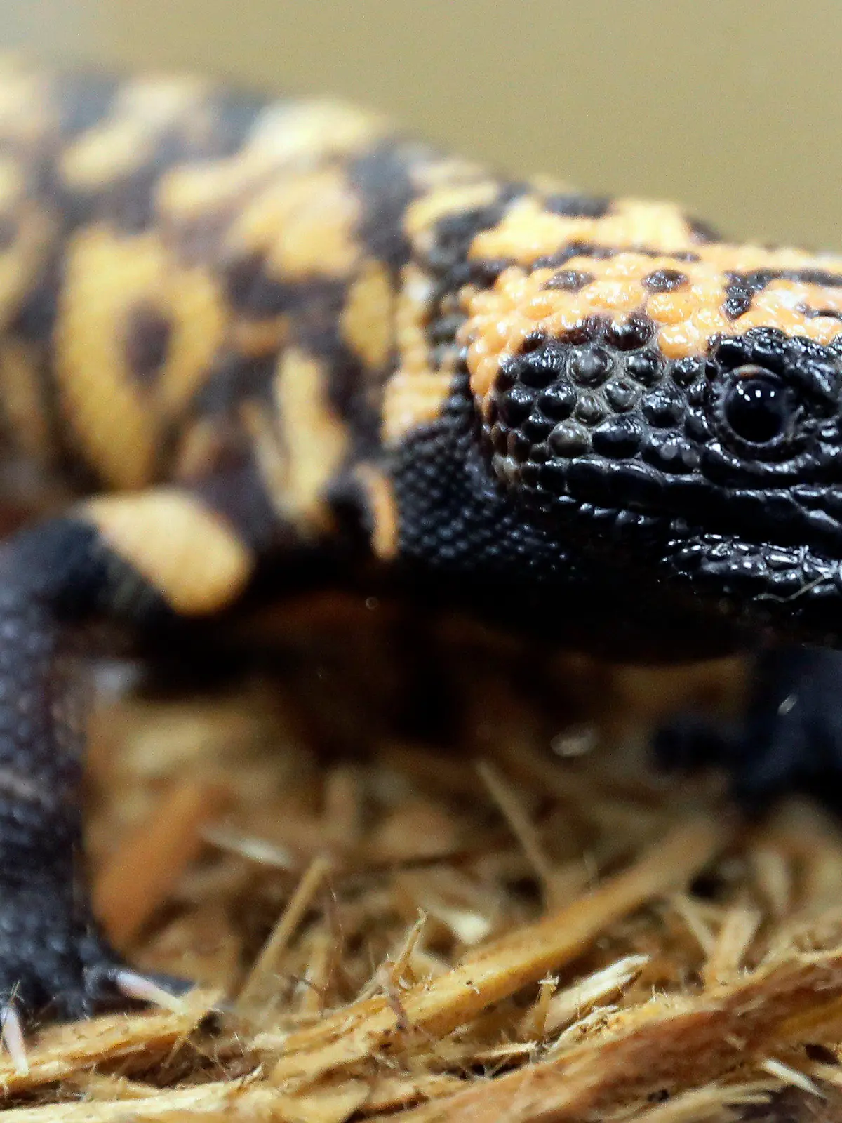 FILE - A Gila monster is displayed at the Woodland Park Zoo in Seattle, Dec. 14, 2018. A 34-year-old Colorado man has died on Friday, Feb. 16, 2024, after being bitten by his pet gila monster in a very rare occurrence. Gila monster bites are often painful to humans, but normally aren't deadly, experts say. (AP Photo/Ted S. Warren, File)